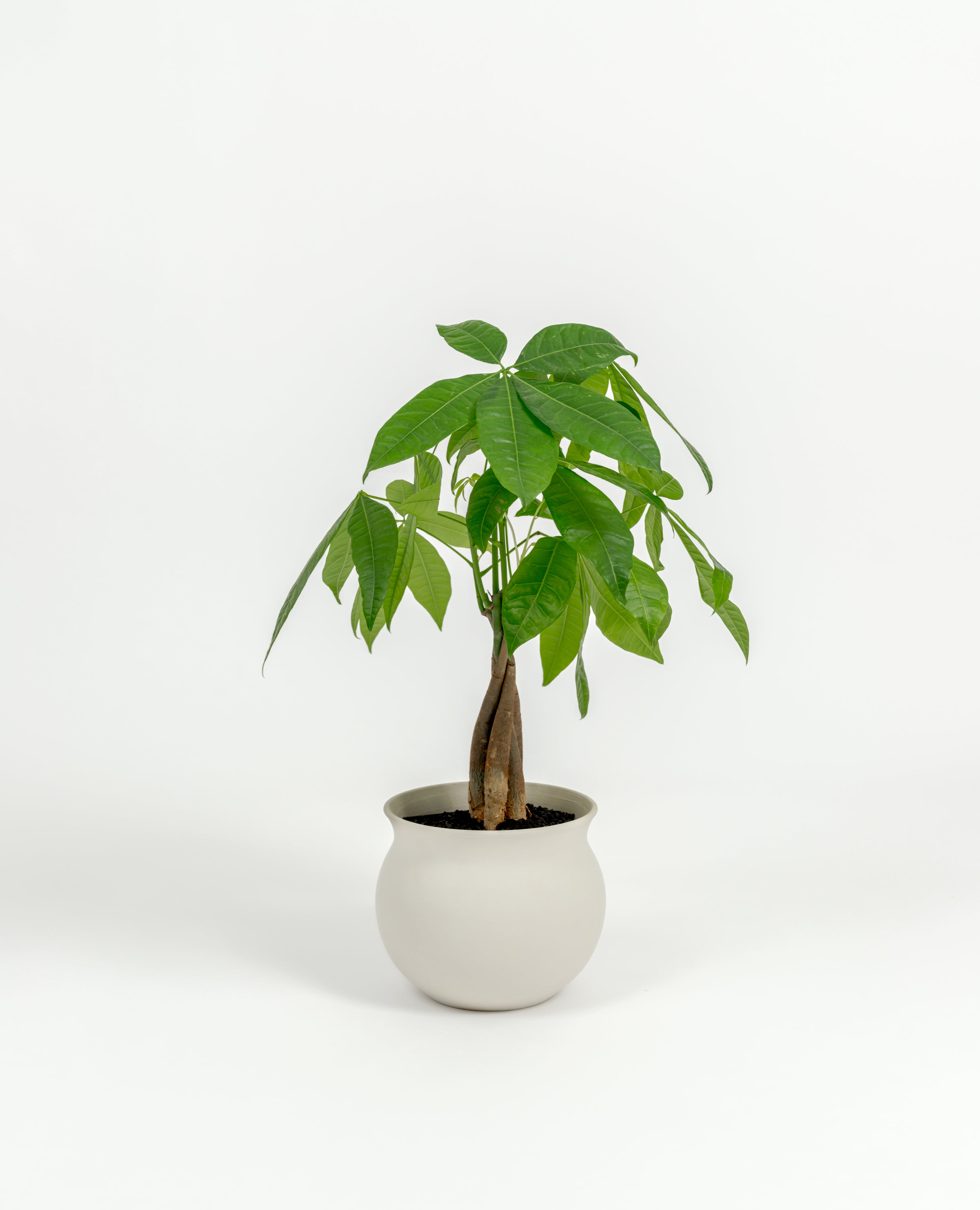 Small Pachira glabra Money Tree with fresh green leaves in premium self-watering pot
