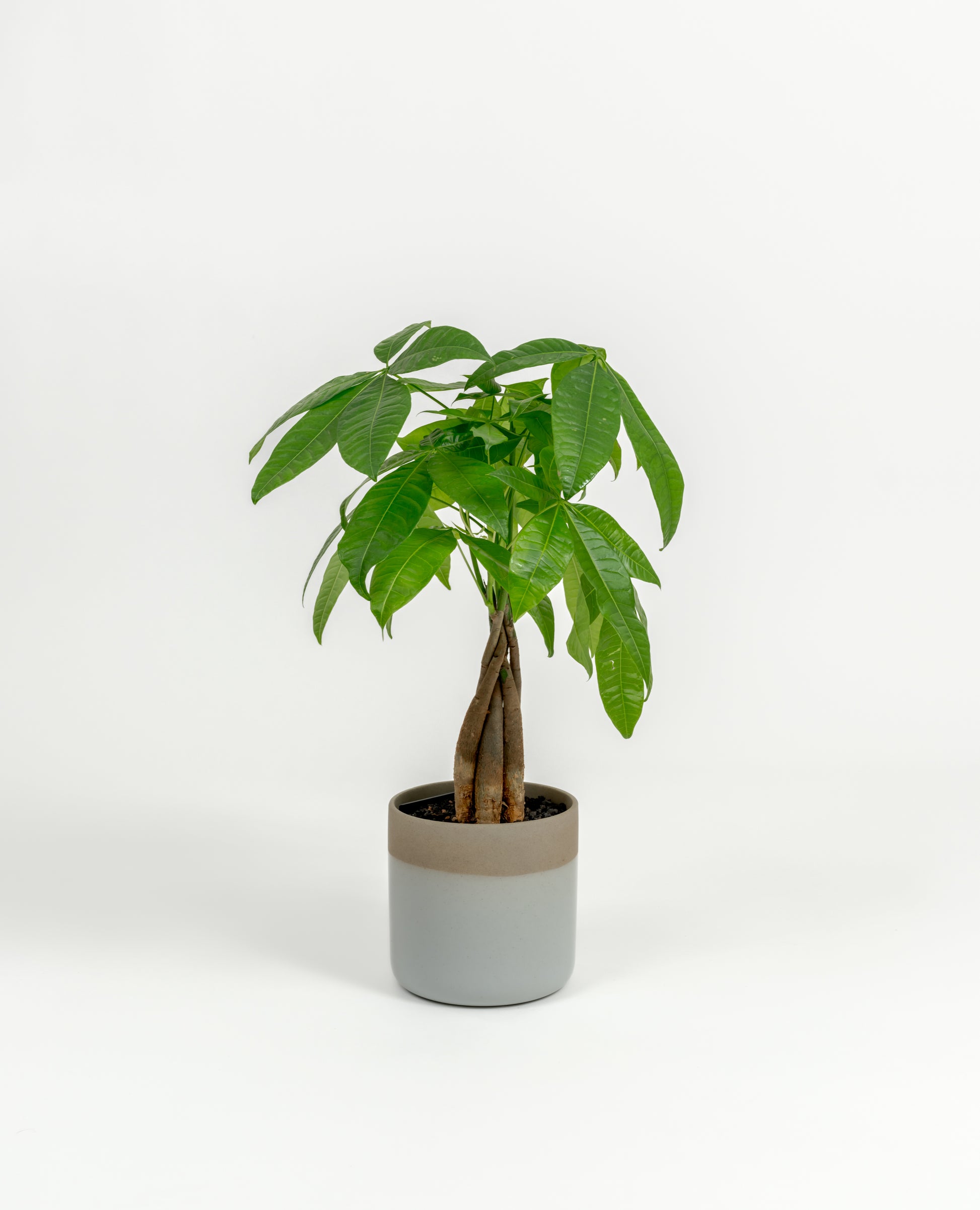Starter Pachira glabra Money Tree displayed on tabletop in self-watering pot