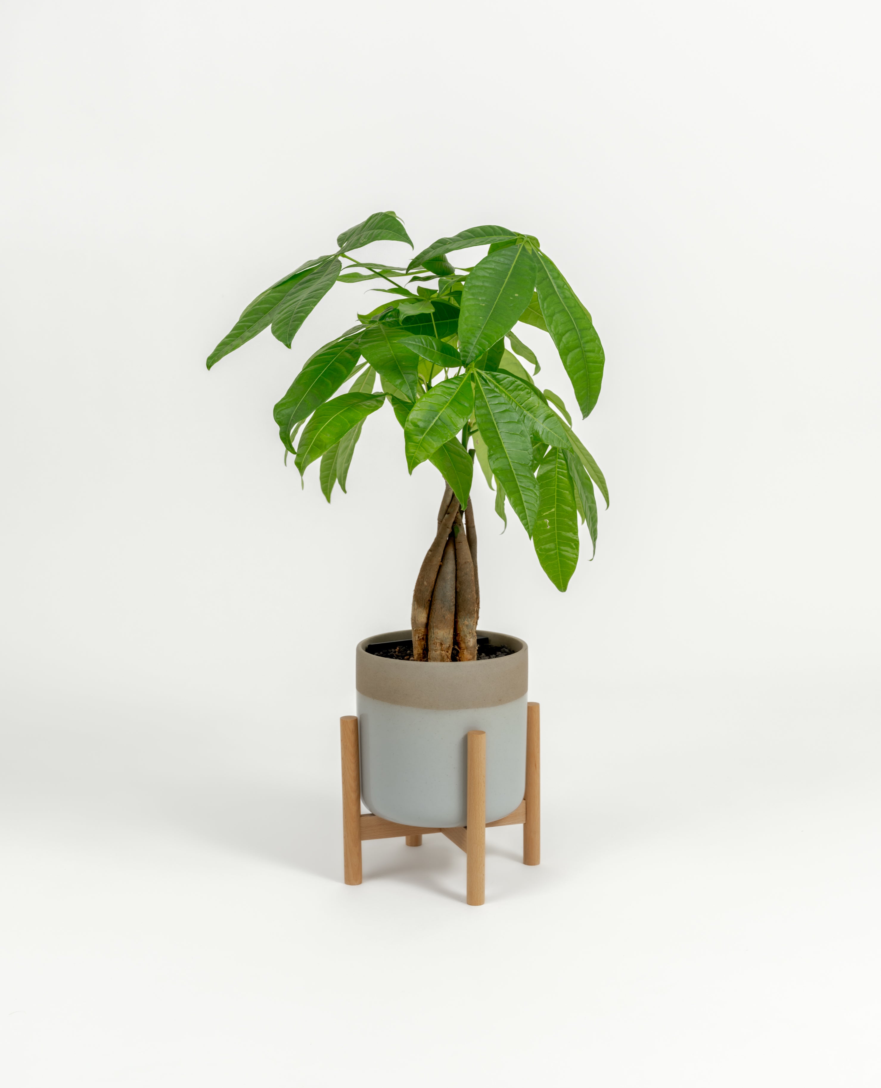 Small Money Tree plant with hand-shaped leaves in decorative self-watering planter