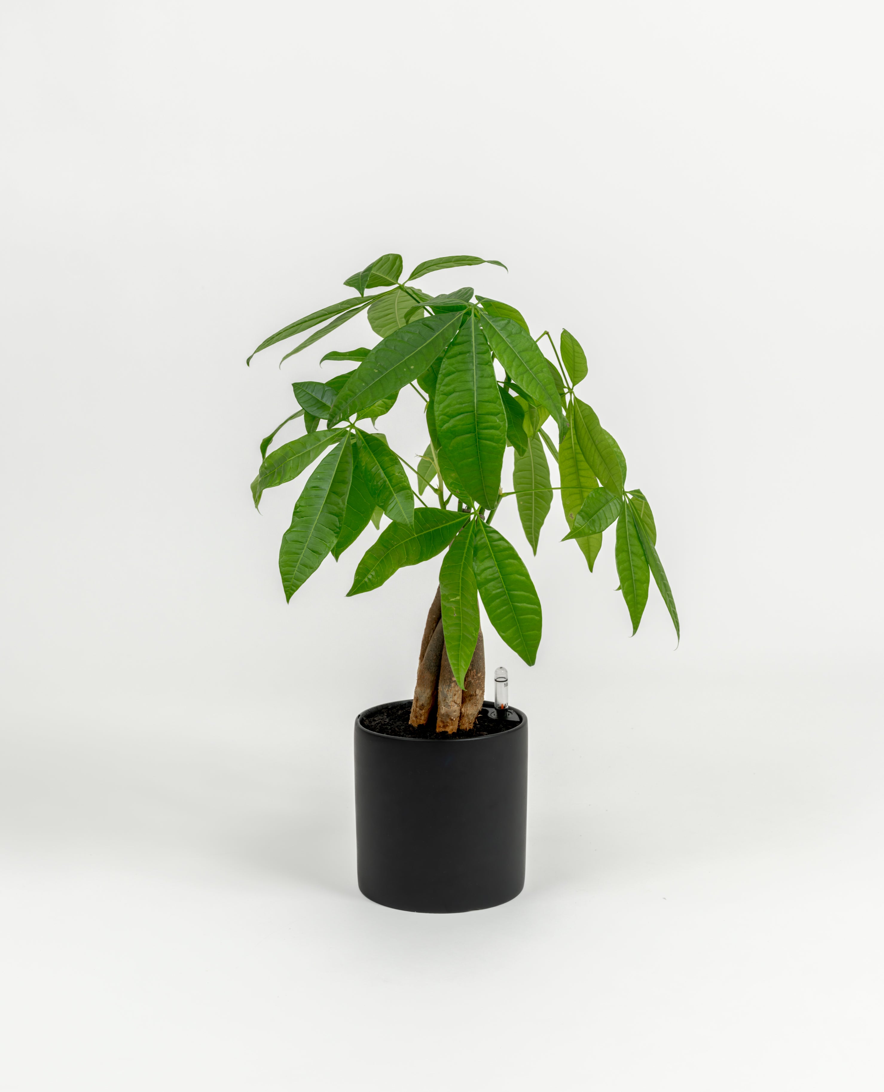 Young Pachira glabra with bright green foliage in sleek self-watering pot
