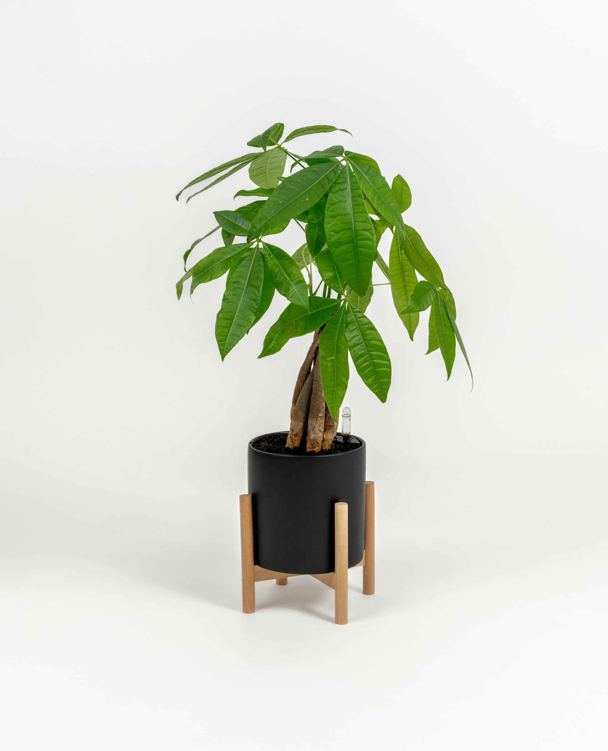 Compact Money Tree plant symbolizing prosperity in modern self-watering planter