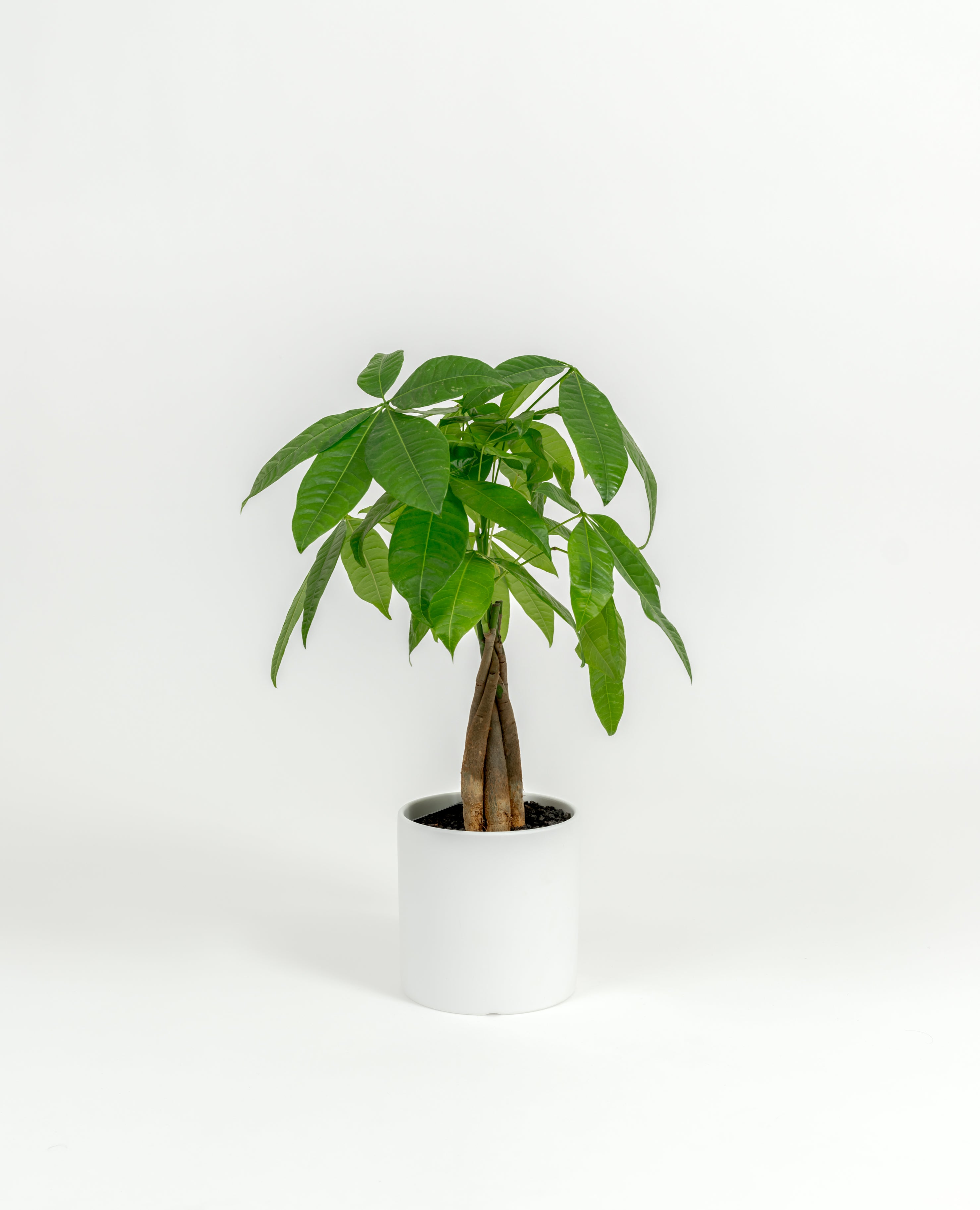 Small Pachira glabra Money Tree with glossy green leaves in a self-watering pot