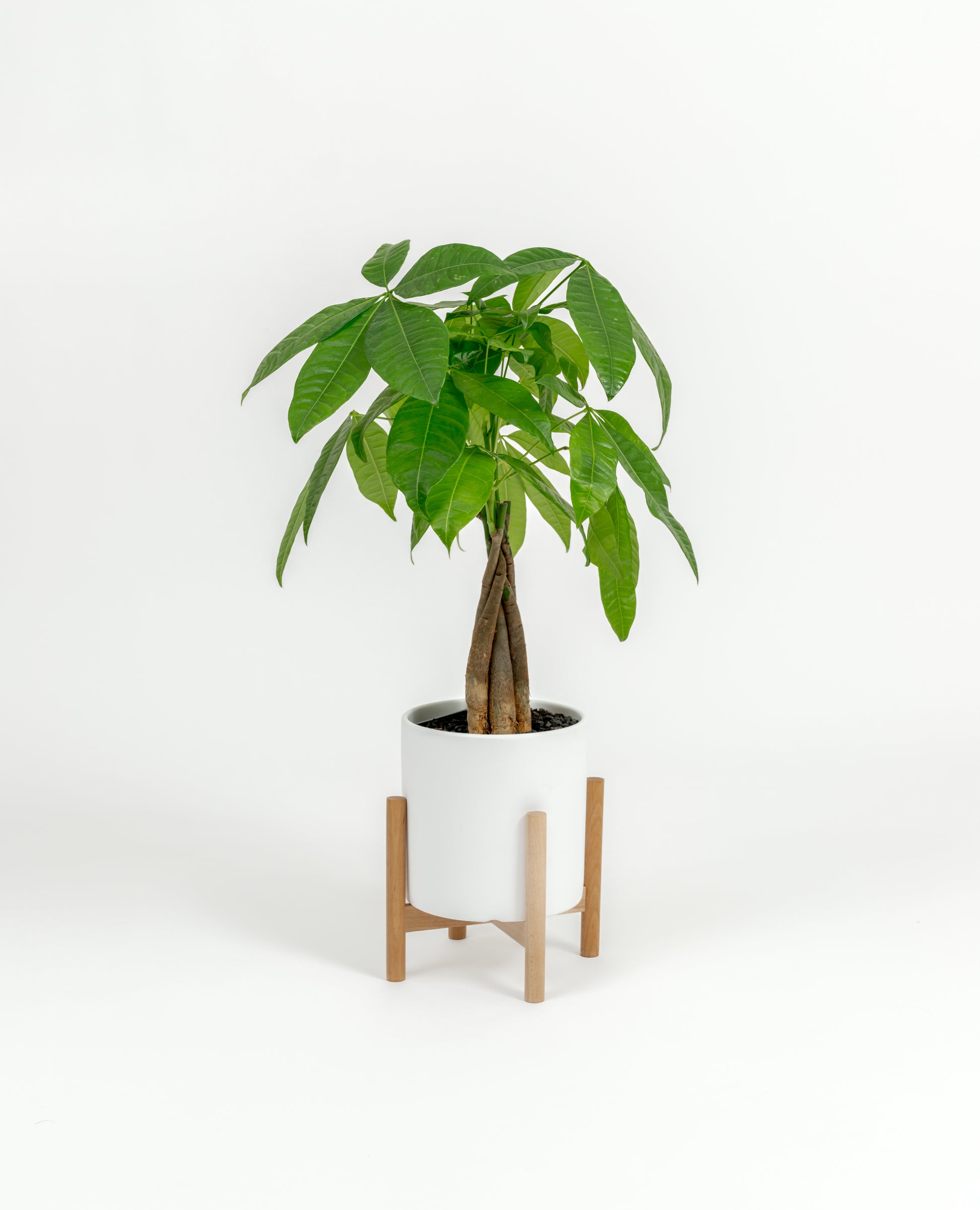 Starter size Money Tree plant in decorative self-watering planter indoors