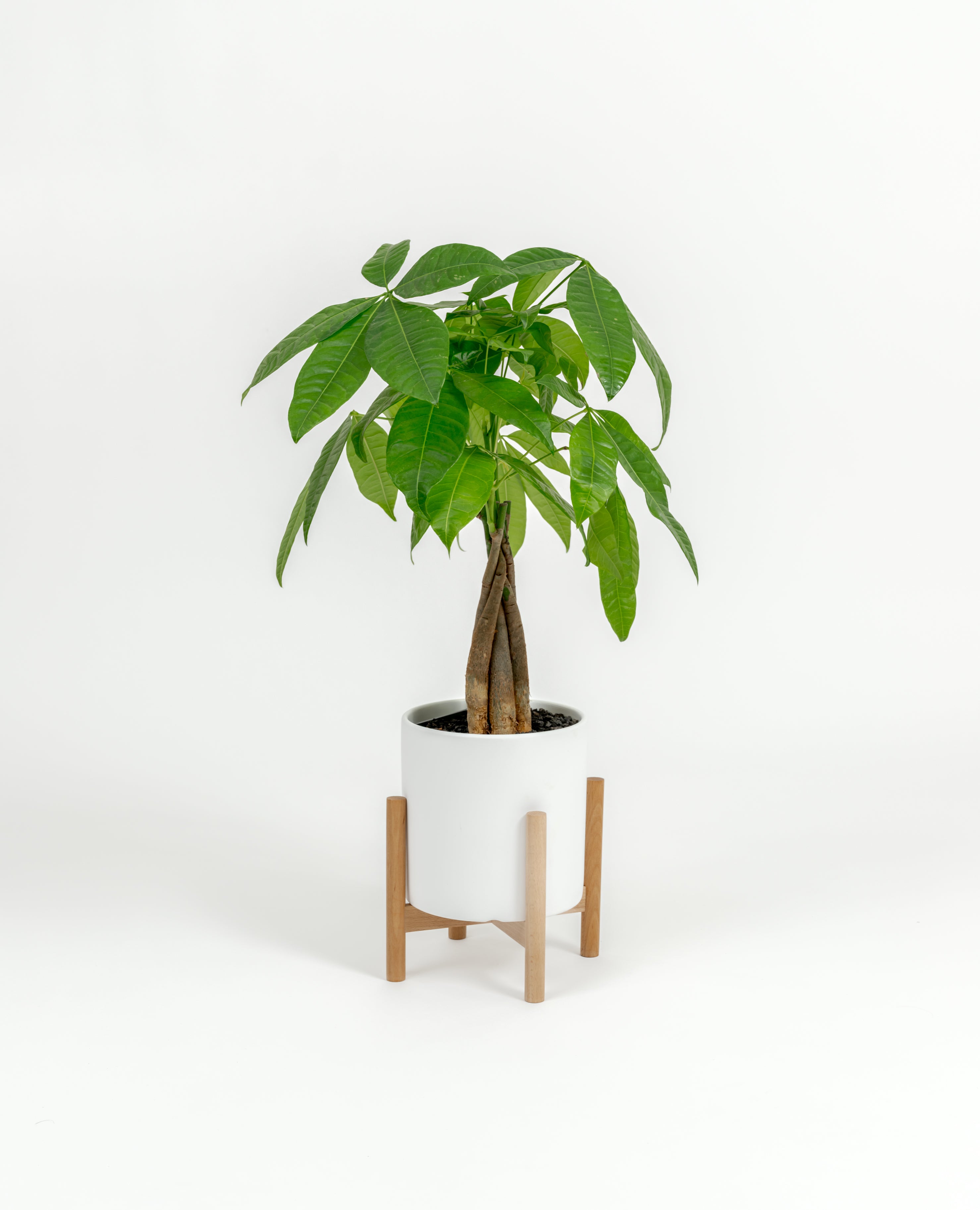 Starter size Money Tree plant in decorative self-watering planter indoors