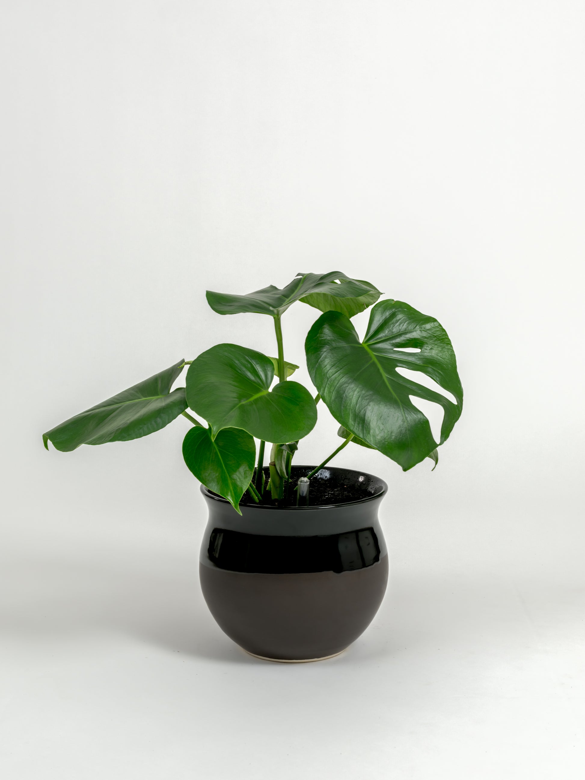 Rare Monstera Deliciosa - Monstera deliciosa - in a medium dipped black premium self-watering ceramic pot - leucadia planter