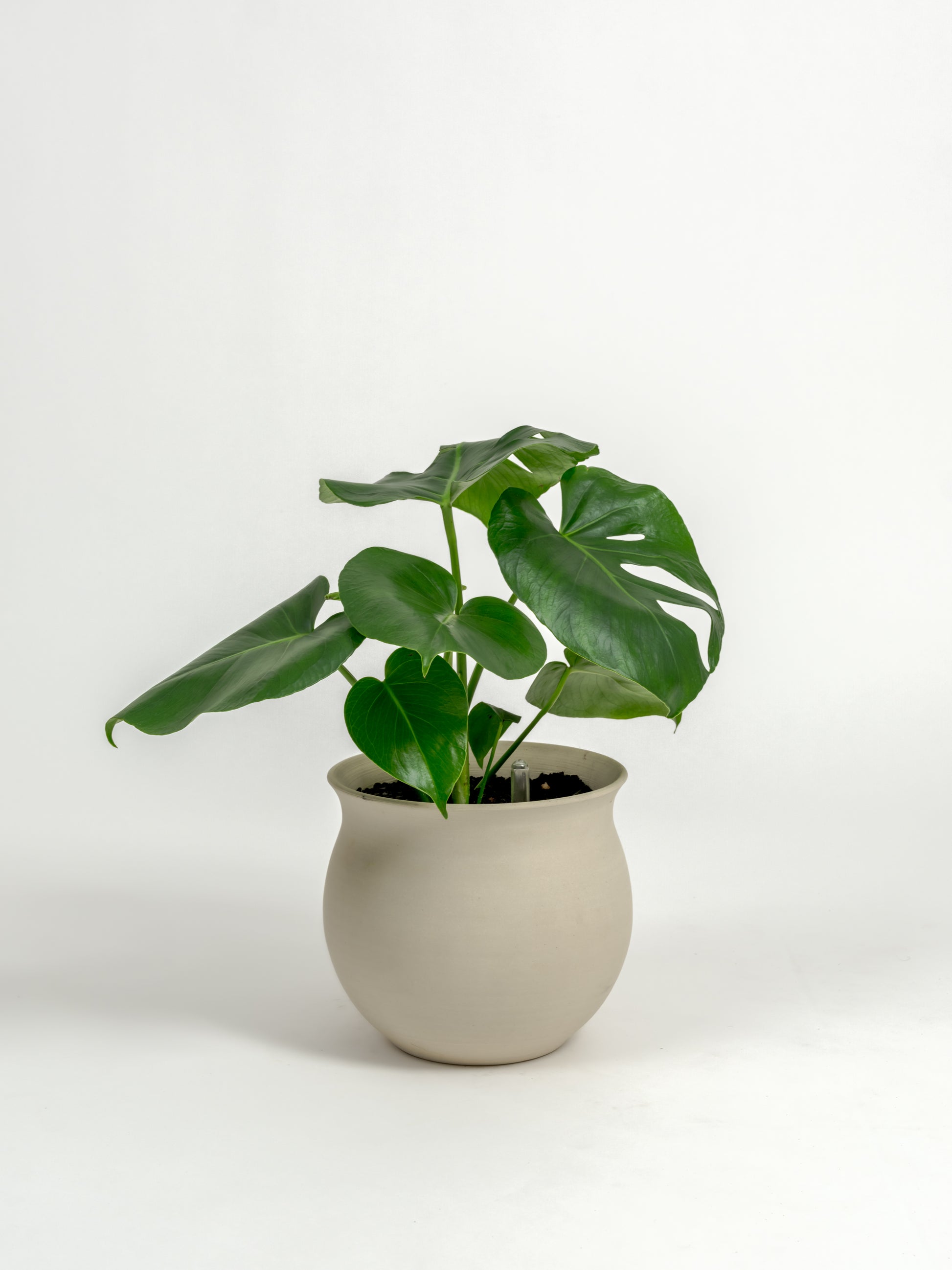 Rare Monstera Deliciosa - Monstera deliciosa - in a medium natural clay premium self-watering ceramic pot - leucadia planter