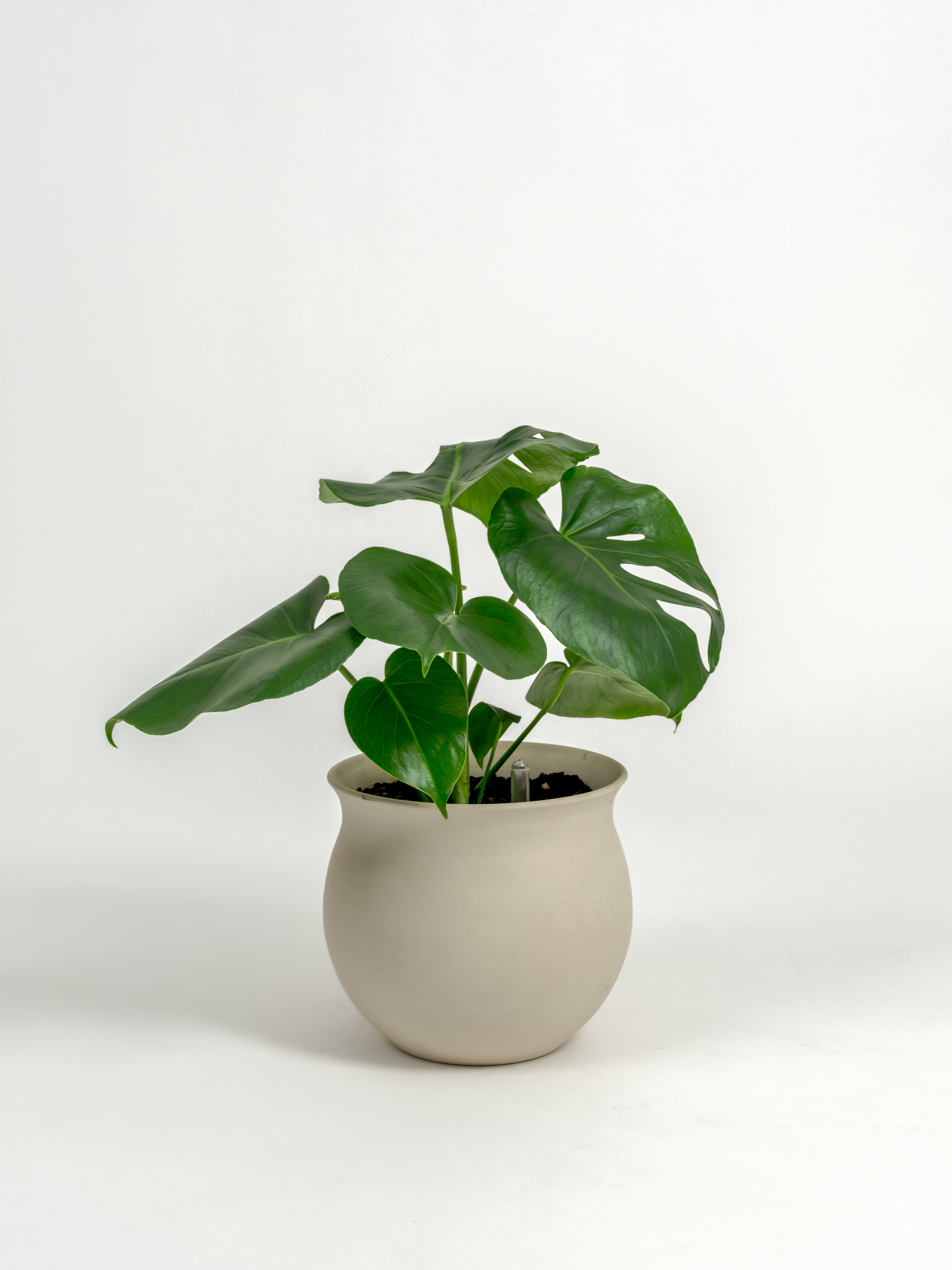 Rare Monstera Deliciosa - Monstera deliciosa - in a medium natural clay premium self-watering ceramic pot - leucadia planter