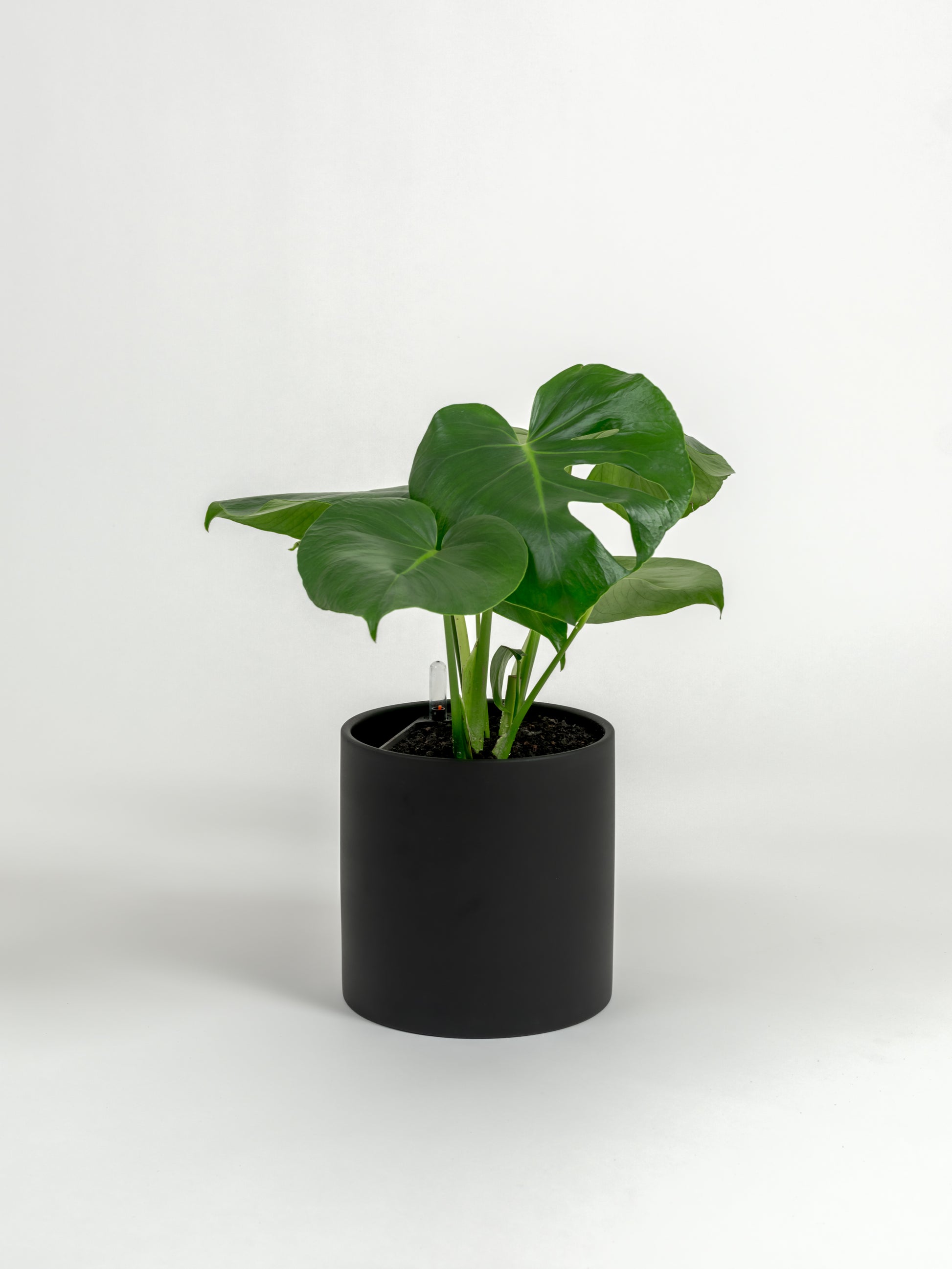 Rare Monstera Deliciosa - Monstera deliciosa - in a medium black premium self-watering ceramic pot - pacific planter