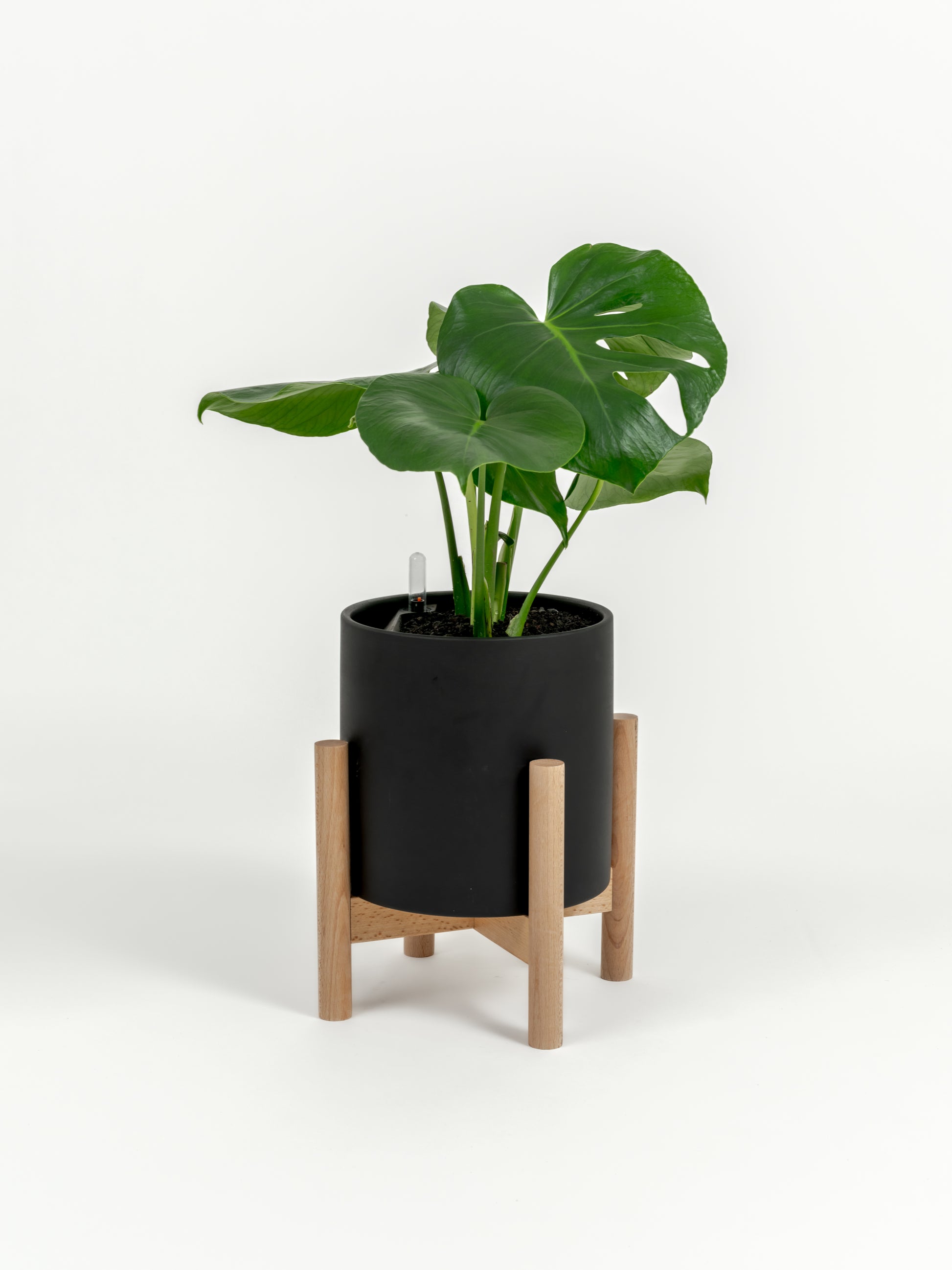 Rare Monstera Deliciosa - Monstera deliciosa - in a medium black premium self-watering ceramic pot - pacific planter - in a birchwood stand