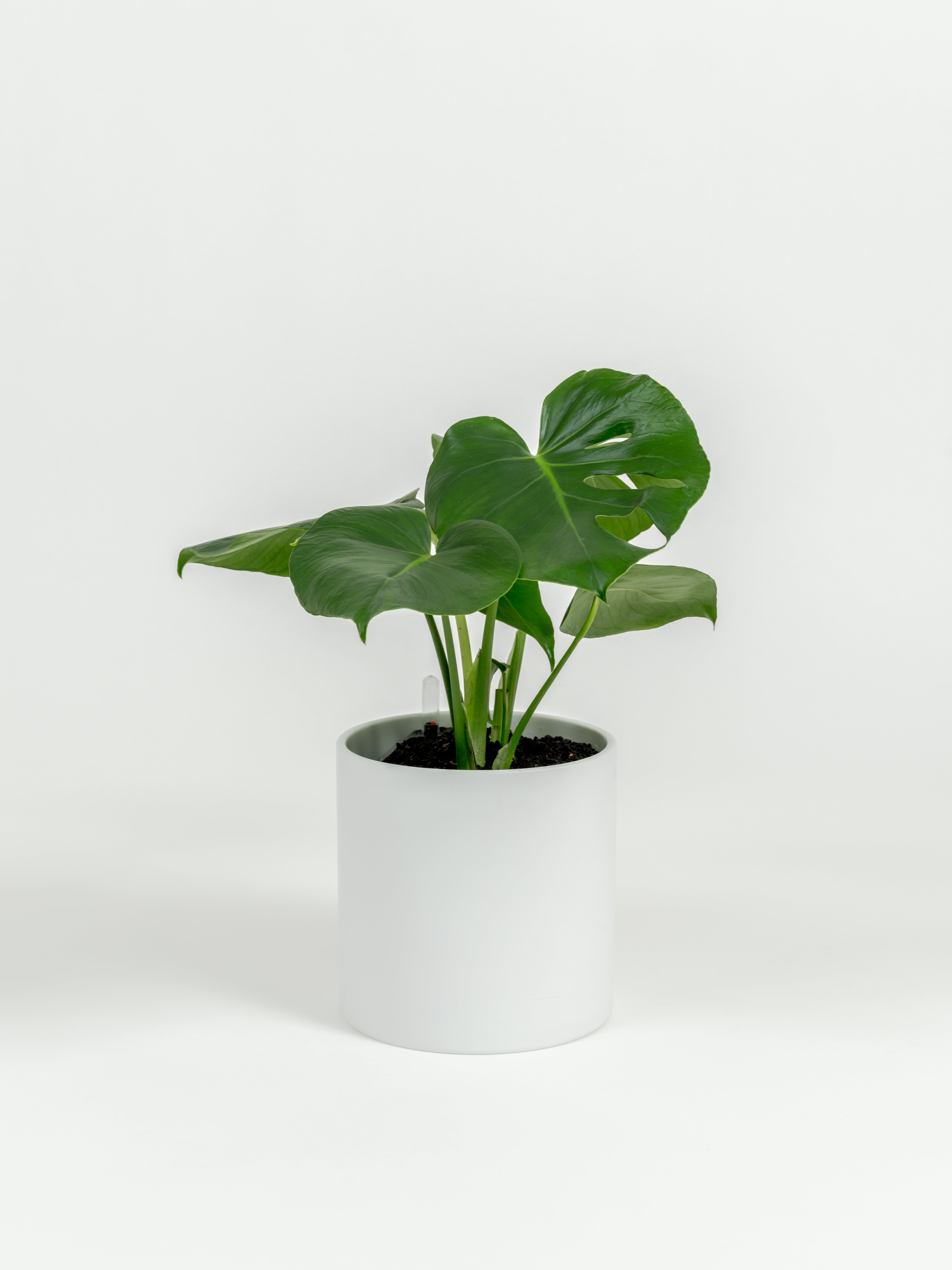 Rare Monstera Deliciosa - Monstera deliciosa - in a medium white premium self-watering ceramic pot - pacific planter