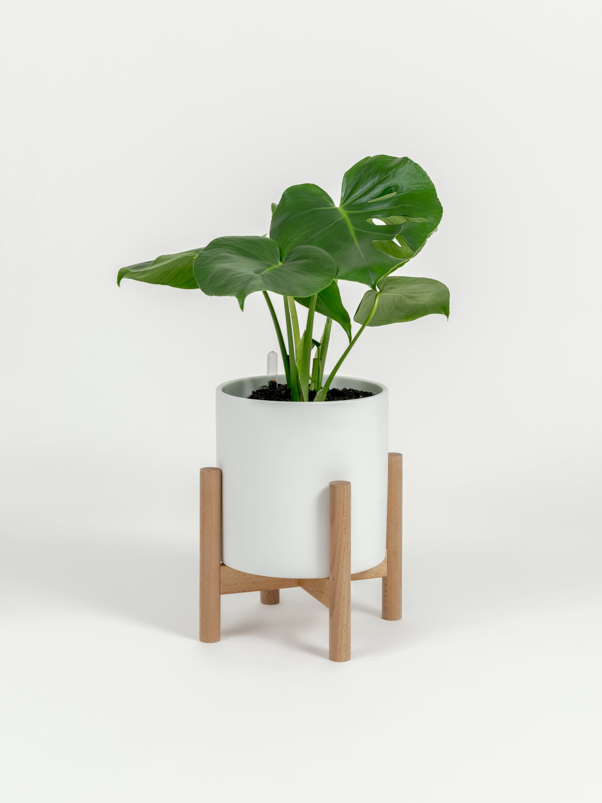 Rare Monstera Deliciosa - Monstera deliciosa - in a medium white premium self-watering ceramic pot - pacific planter - in a birchwood stand