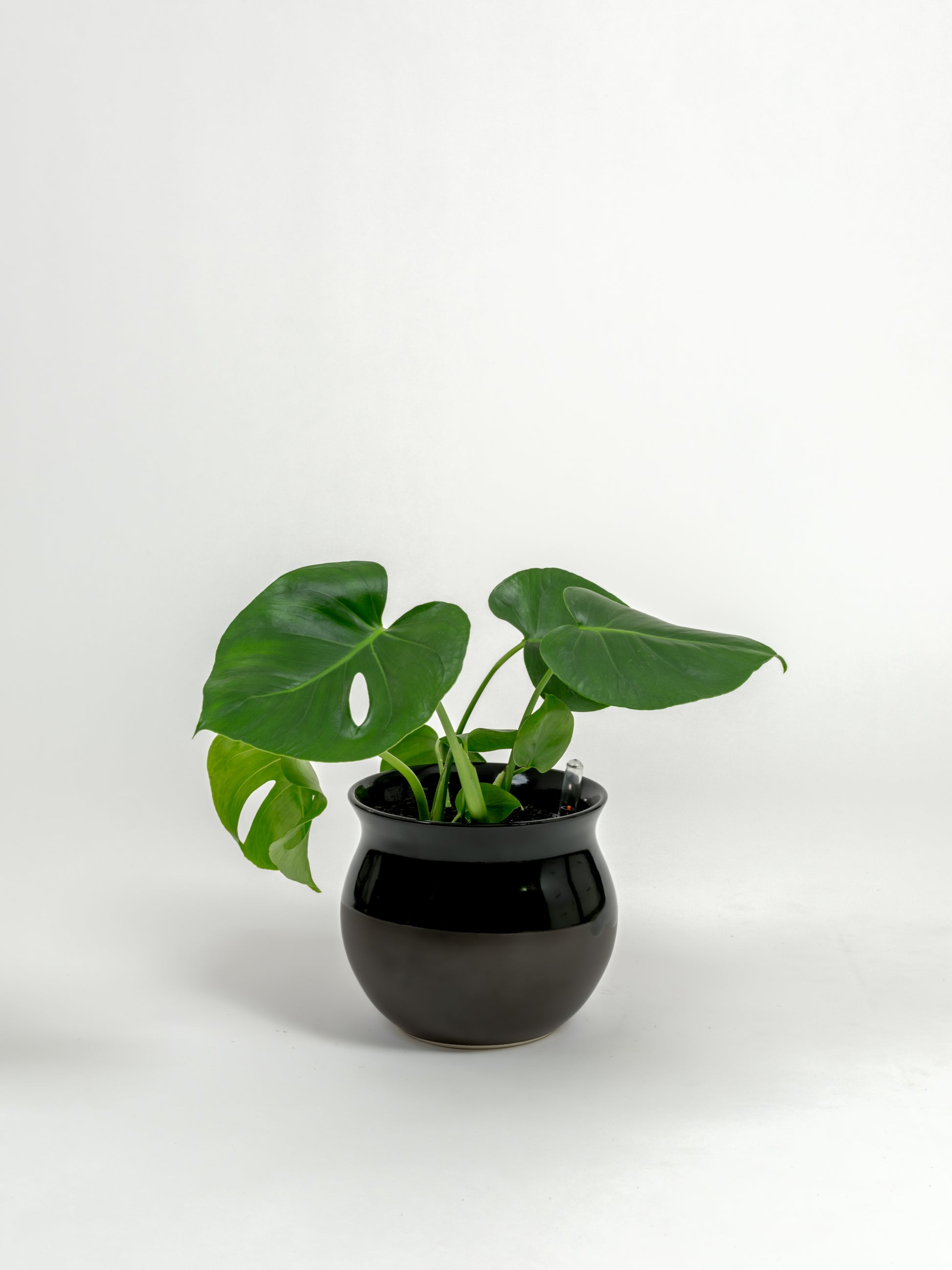 Rare Monstera Delisciosa - Monstera deliciosa - in a small dipped black premium self-watering ceramic pot - leucadia planter