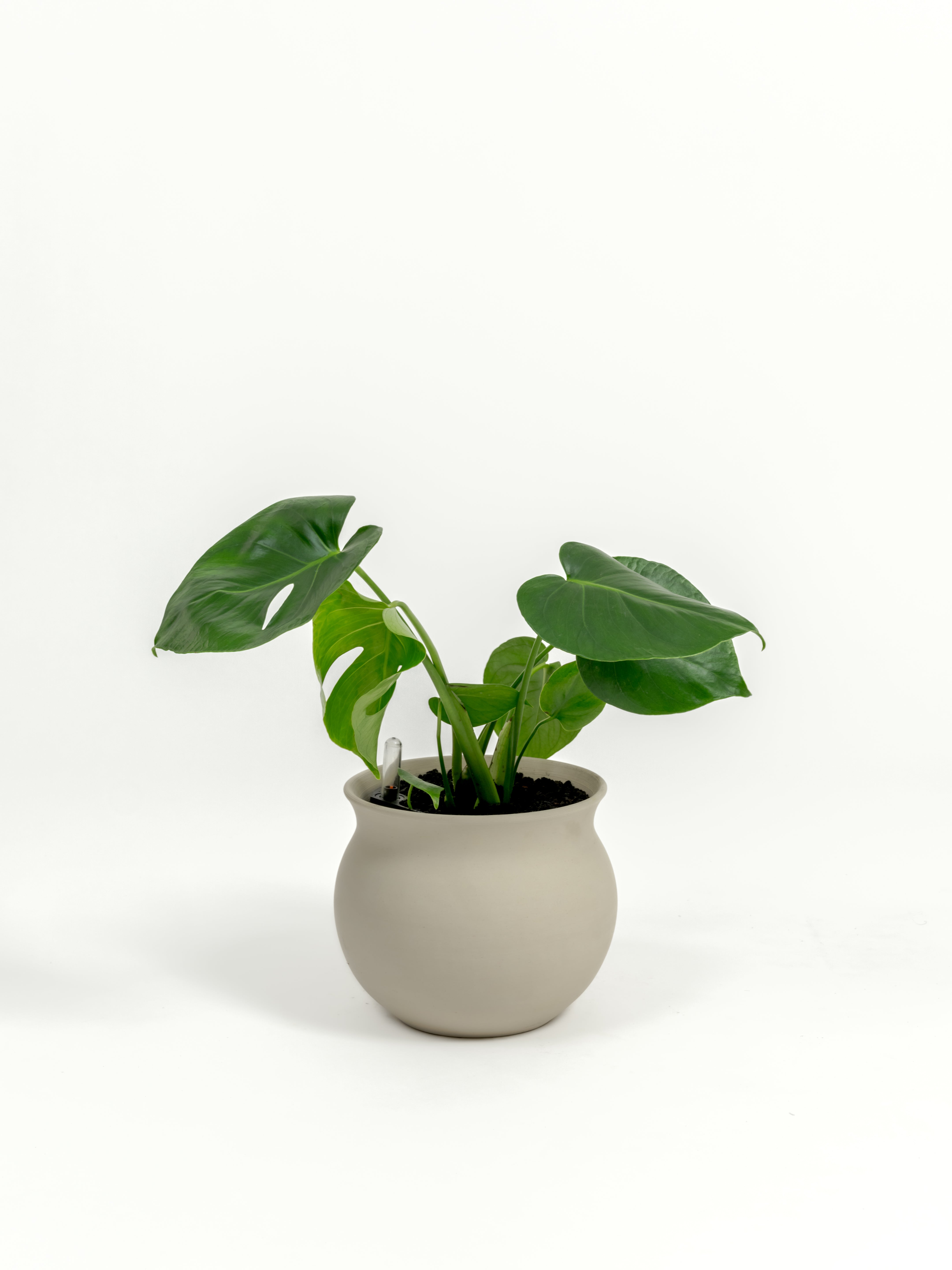 Rare Monstera Delisciosa - Monstera deliciosa - in a small natural clay premium self-watering ceramic pot - leucadia planter