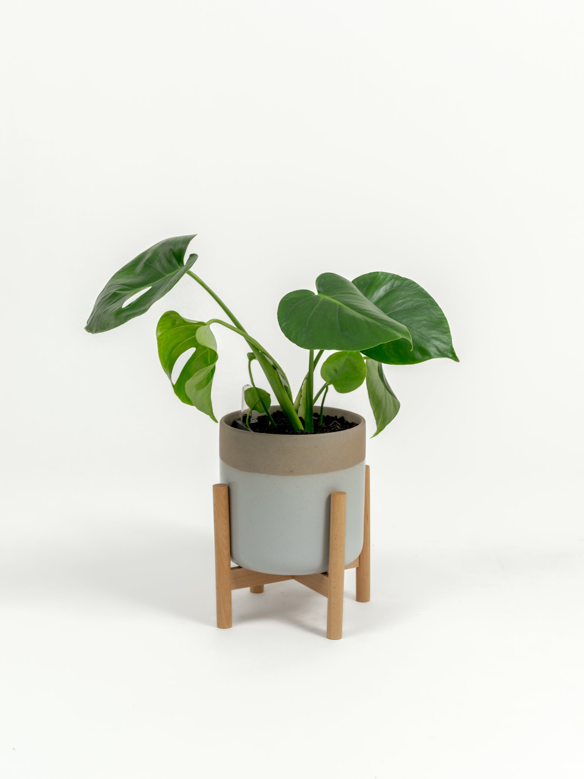 Rare Monstera Delisciosa - Monstera deliciosa - in a small dipped natural premium self-watering ceramic pot - mesa planter - in a birchwood stand
