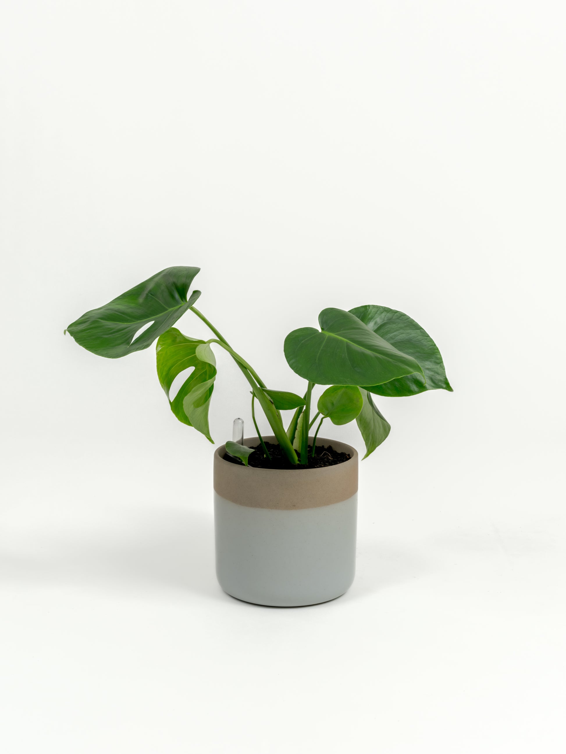 Rare Monstera Delisciosa - Monstera deliciosa - in a small dipped natural premium self-watering ceramic pot - mesa planter