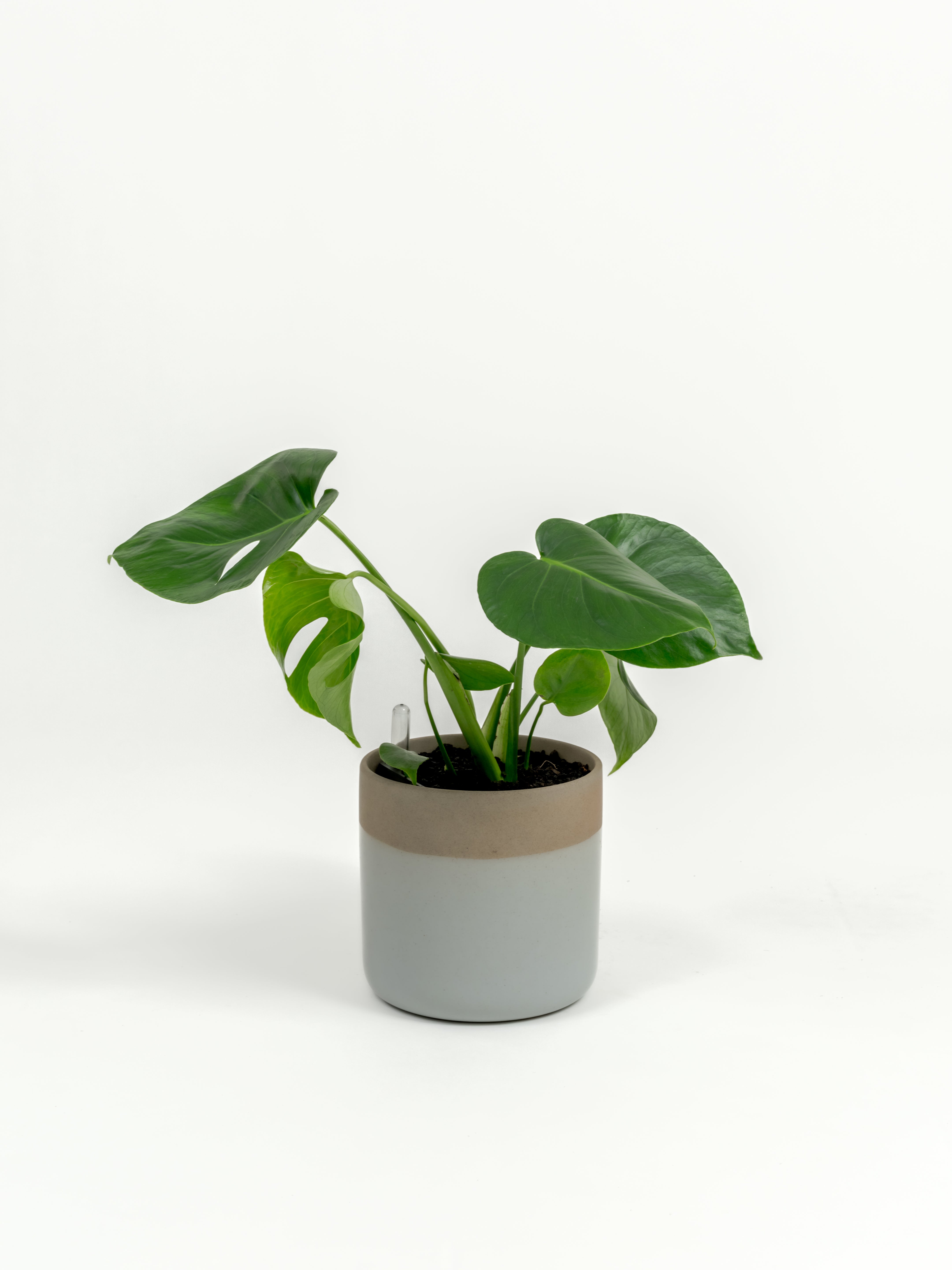 Rare Monstera Delisciosa - Monstera deliciosa - in a small dipped natural premium self-watering ceramic pot - mesa planter