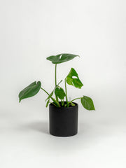 Rare Monstera Delisciosa - Monstera deliciosa - in a medium black PLANTWELL premium self-watering ceramic pot - Pacific planter