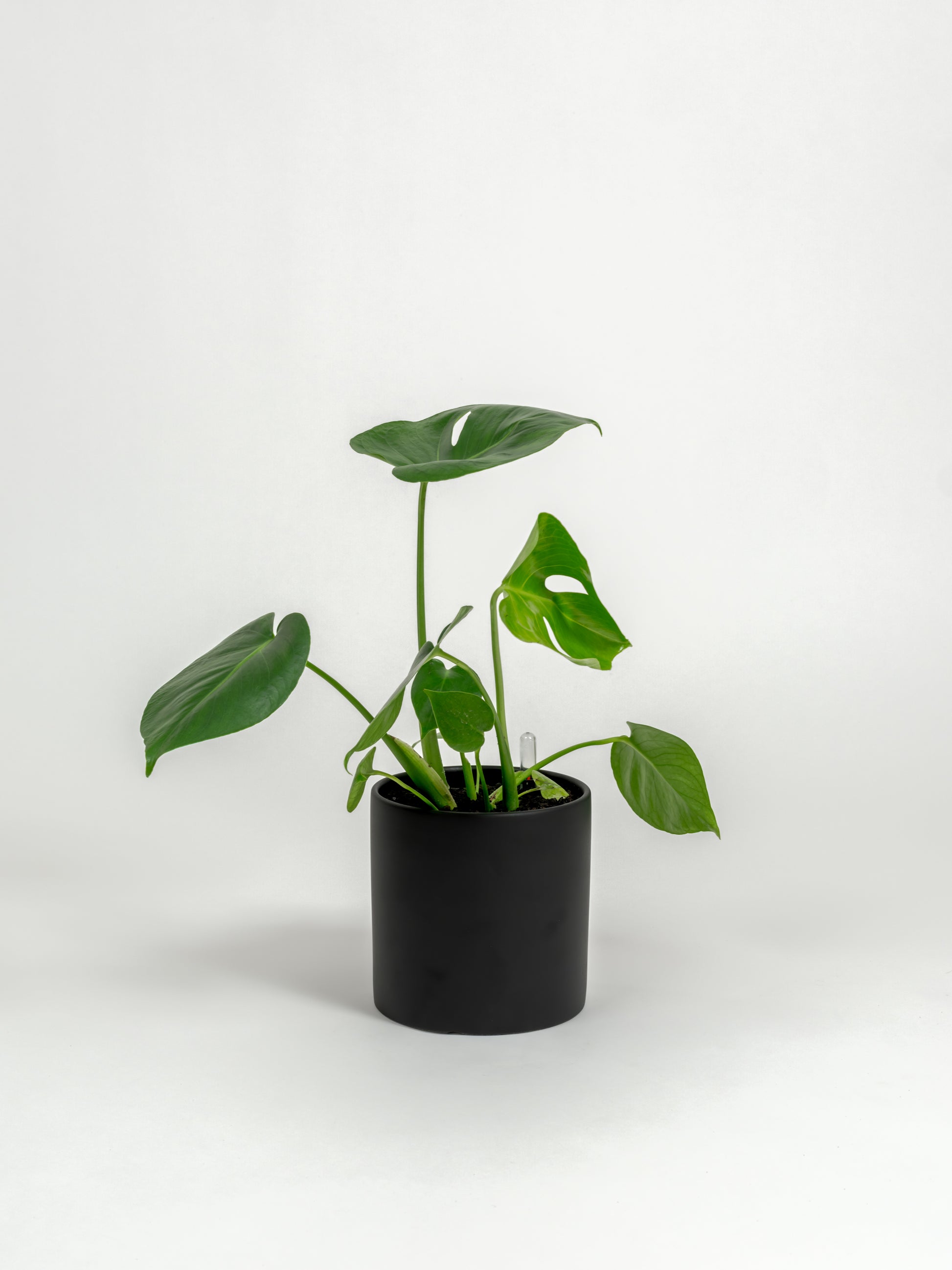 Rare Monstera Delisciosa - Monstera deliciosa - in a small black premium self-watering ceramic pot - pacific planter