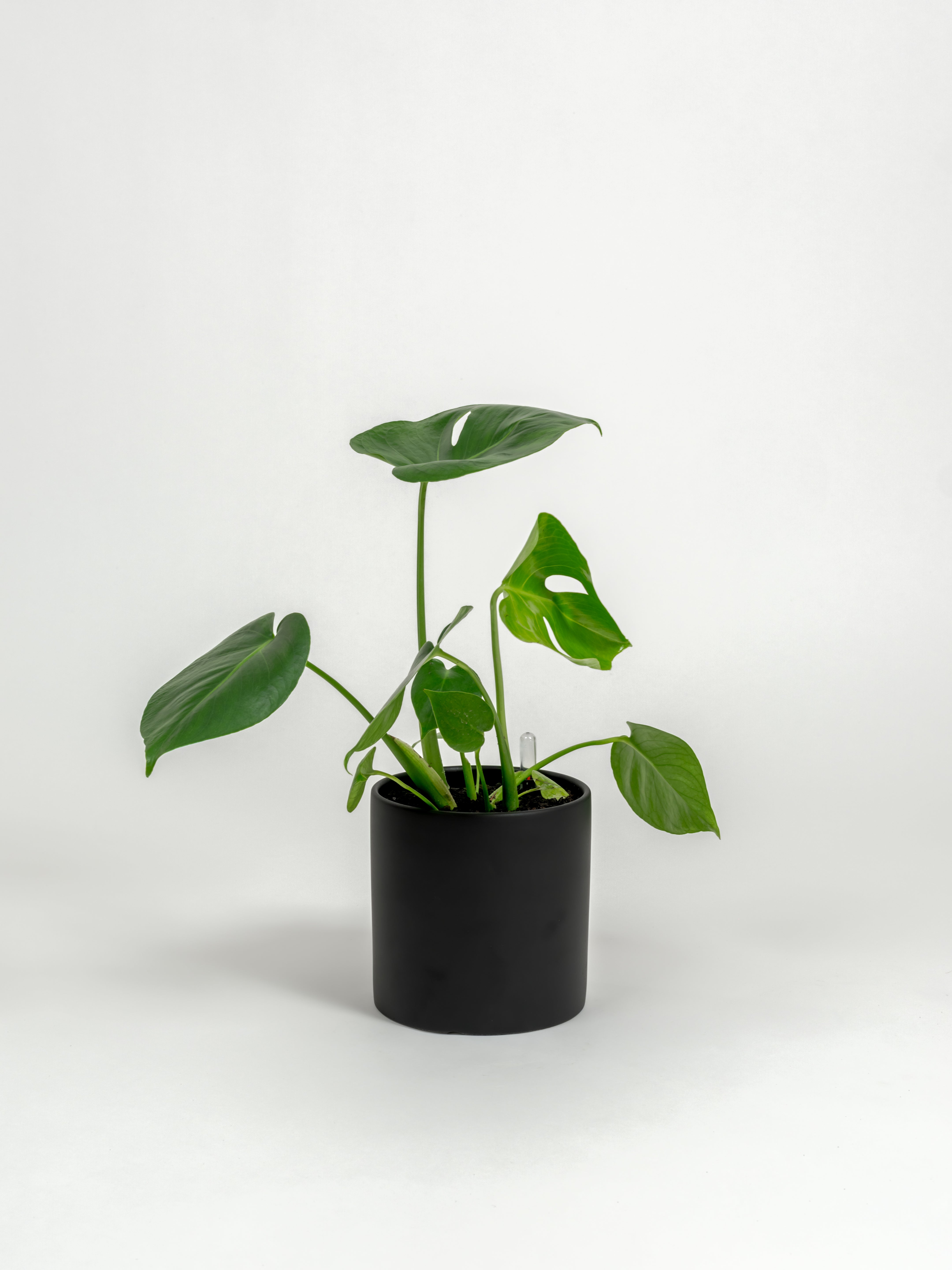 Rare Monstera Delisciosa - Monstera deliciosa - in a small black premium self-watering ceramic pot - pacific planter