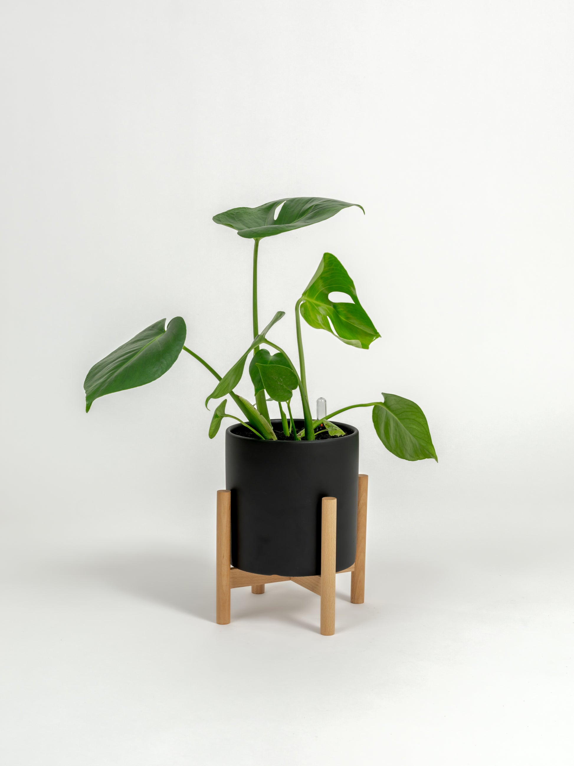 Rare Monstera Delisciosa - Monstera deliciosa - in a small black premium self-watering ceramic pot - pacific planter - in a birchwood stand