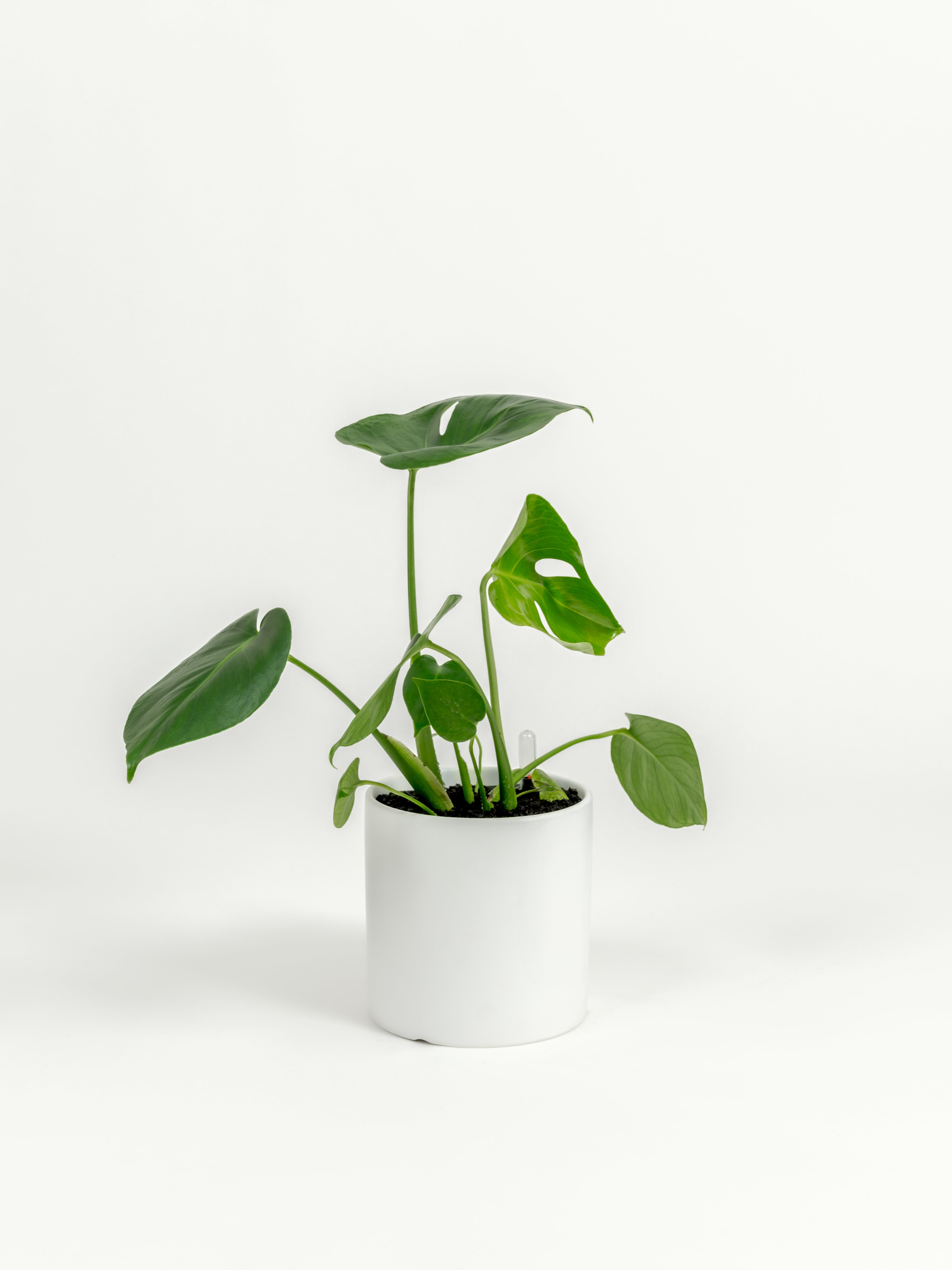 Rare Monstera Delisciosa - Monstera deliciosa - in a small white premium self-watering ceramic pot - pacific planter