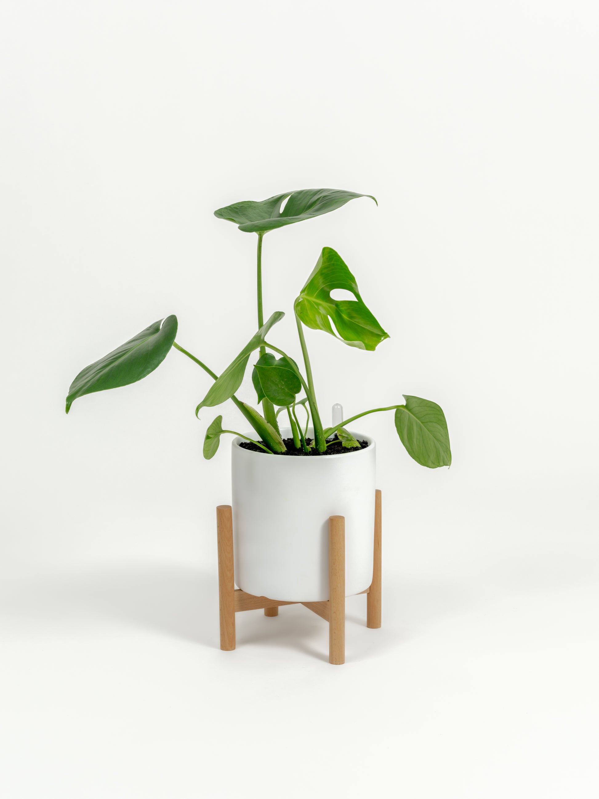 Rare Monstera Delisciosa - Monstera deliciosa - in a small white premium self-watering ceramic pot - pacific planter - in a birchwood stand