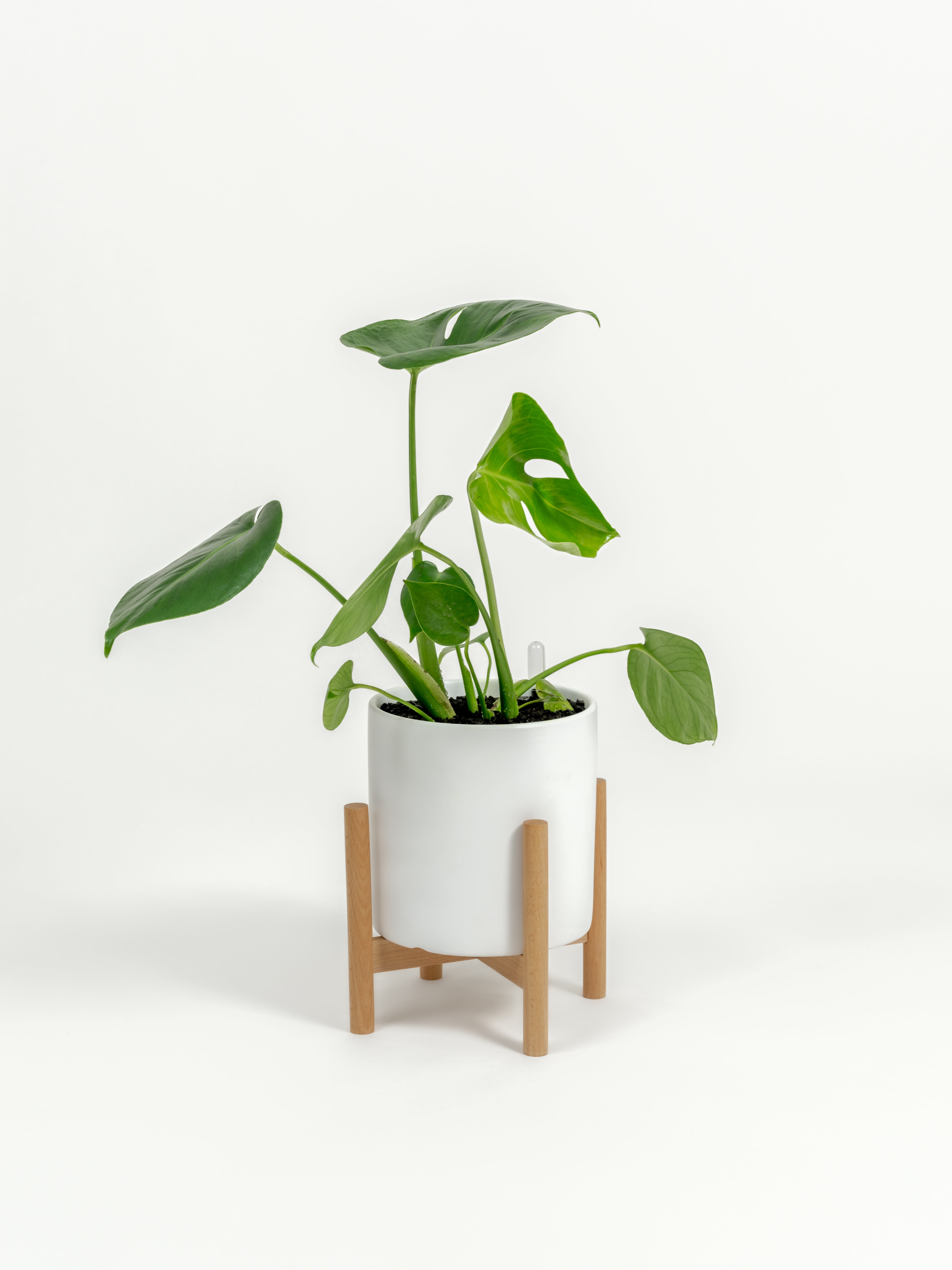 Rare Monstera Delisciosa - Monstera deliciosa - in a small white premium self-watering ceramic pot - pacific planter - in a birchwood stand