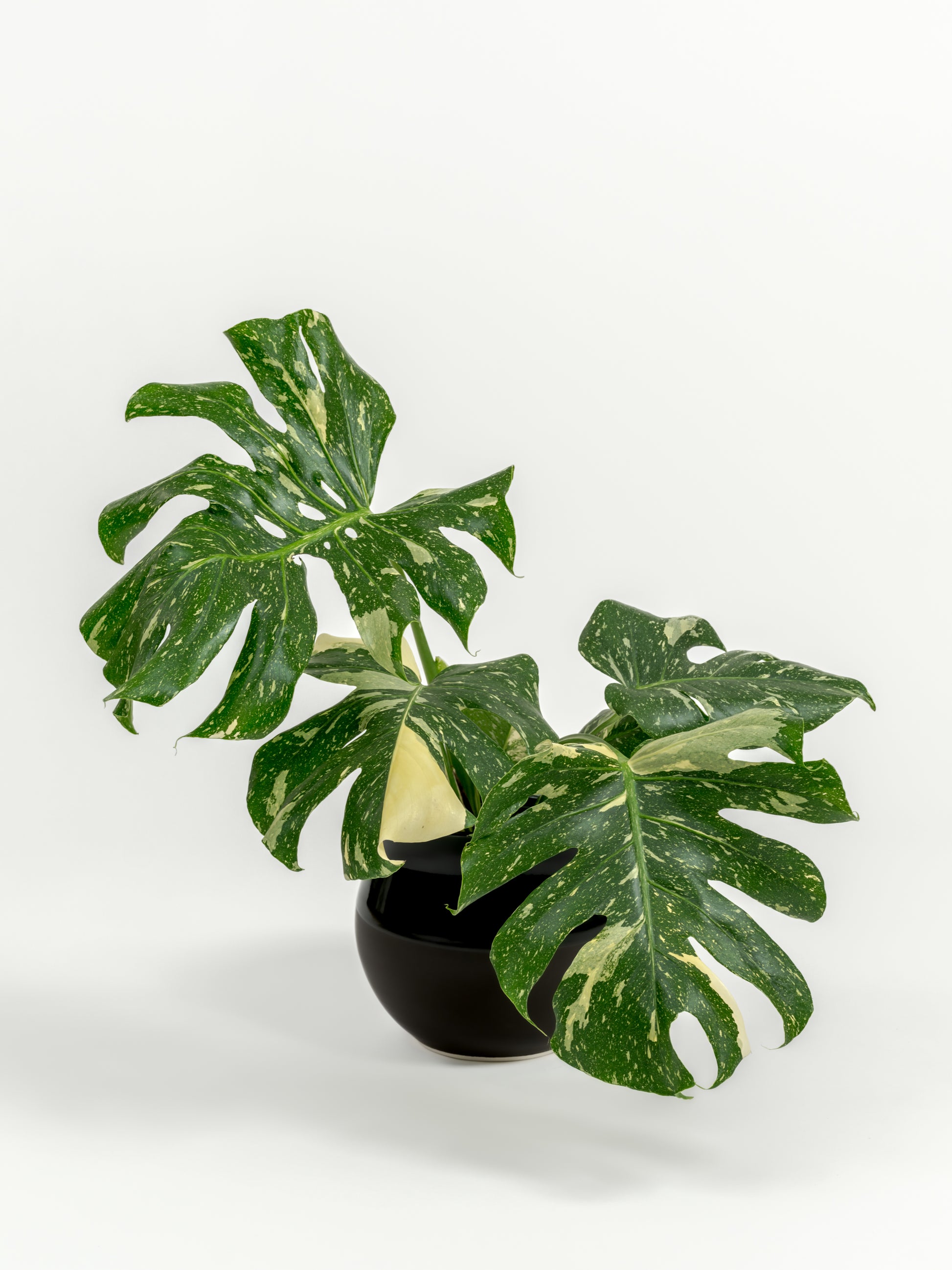 Rare Monstera Thai Constellation - Monstera deliciosa 'Thai Constellation' - in a medium dipped black premium self-watering ceramic pot - leucadia planter