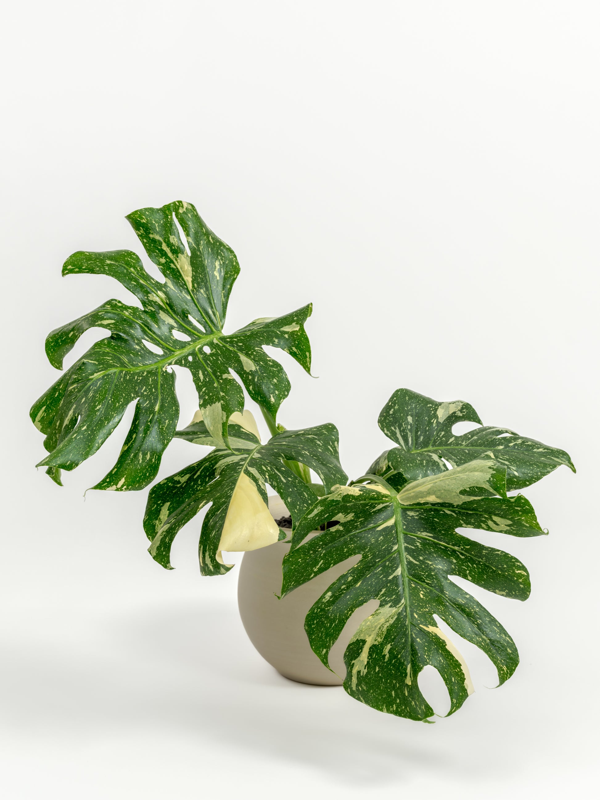 Rare Monstera Thai Constellation - Monstera deliciosa 'Thai Constellation' - in a medium natural clay premium self-watering ceramic pot - leucadia planter