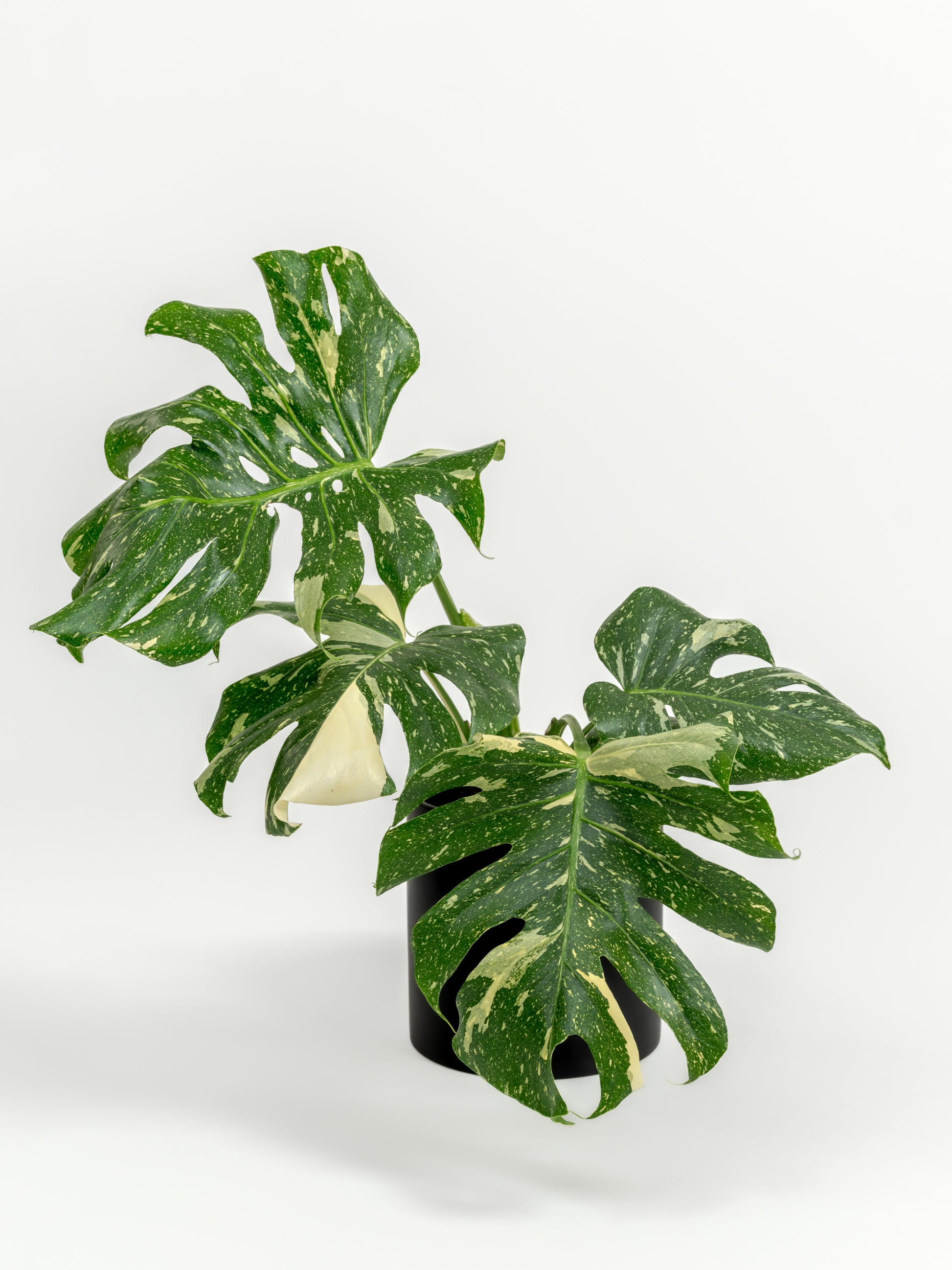 Rare Monstera Thai Constellation - Monstera deliciosa 'Thai Constellation' - in a medium black premium self-watering ceramic pot - pacific planter