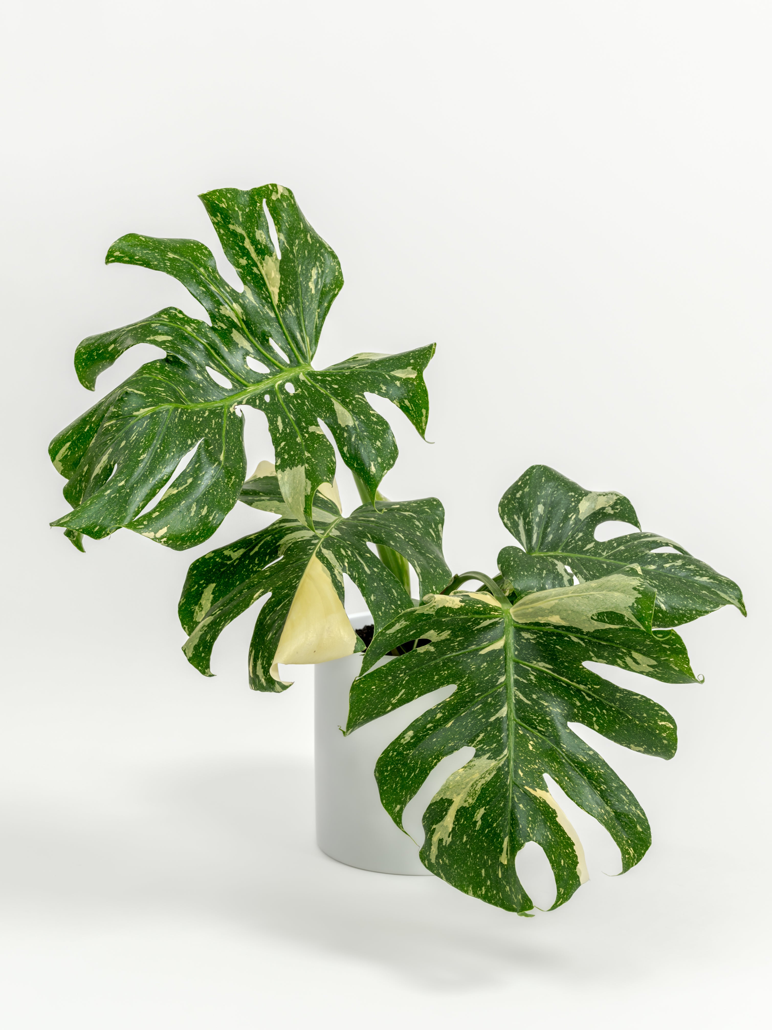 Rare Monstera Thai Constellation - Monstera deliciosa 'Thai Constellation' - in a medium white premium self-watering ceramic pot - pacific planter