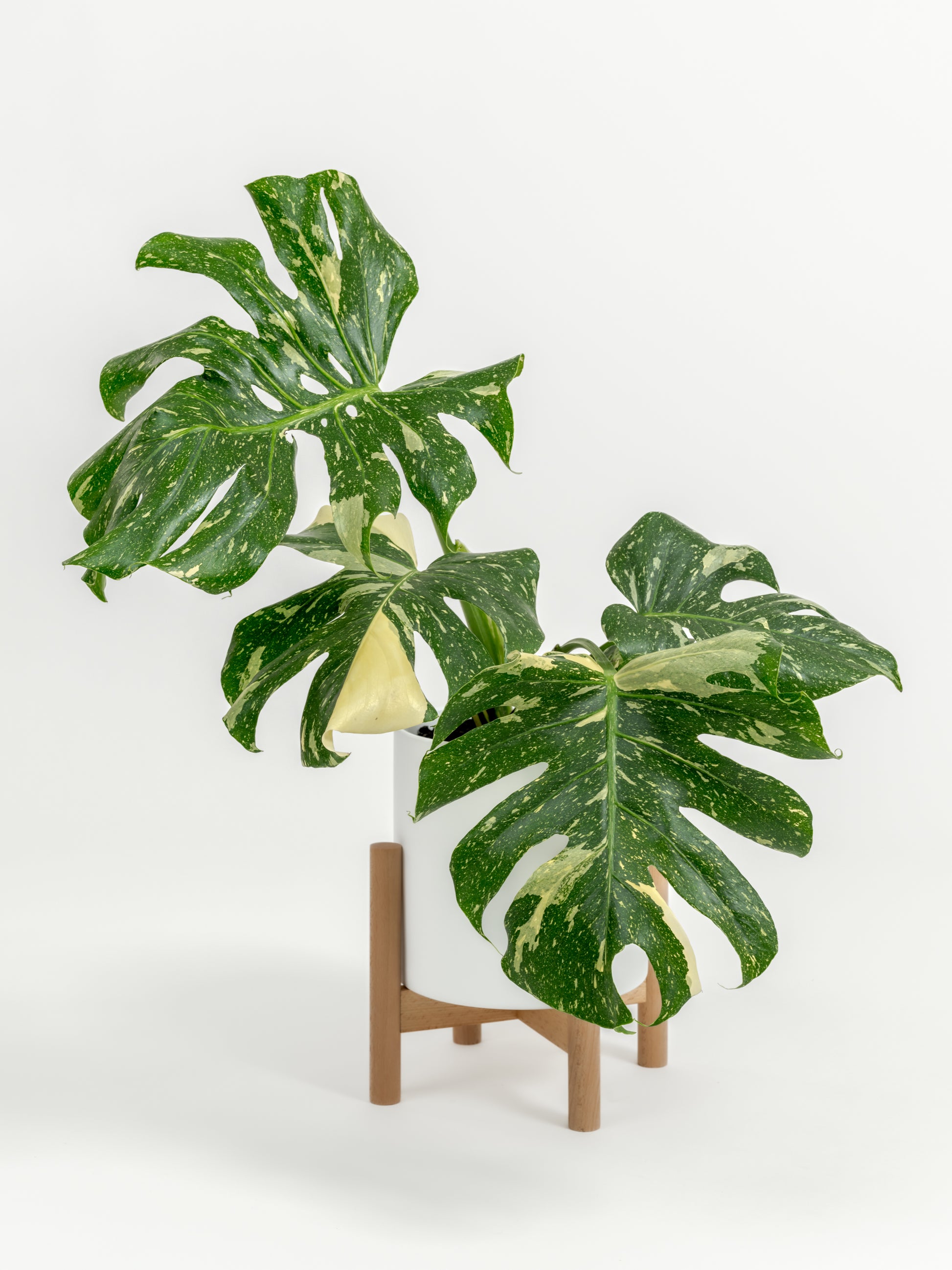 Rare Monstera Thai Constellation - Monstera deliciosa 'Thai Constellation' - in a medium white premium self-watering ceramic pot - pacific planter - in a birchwood stand