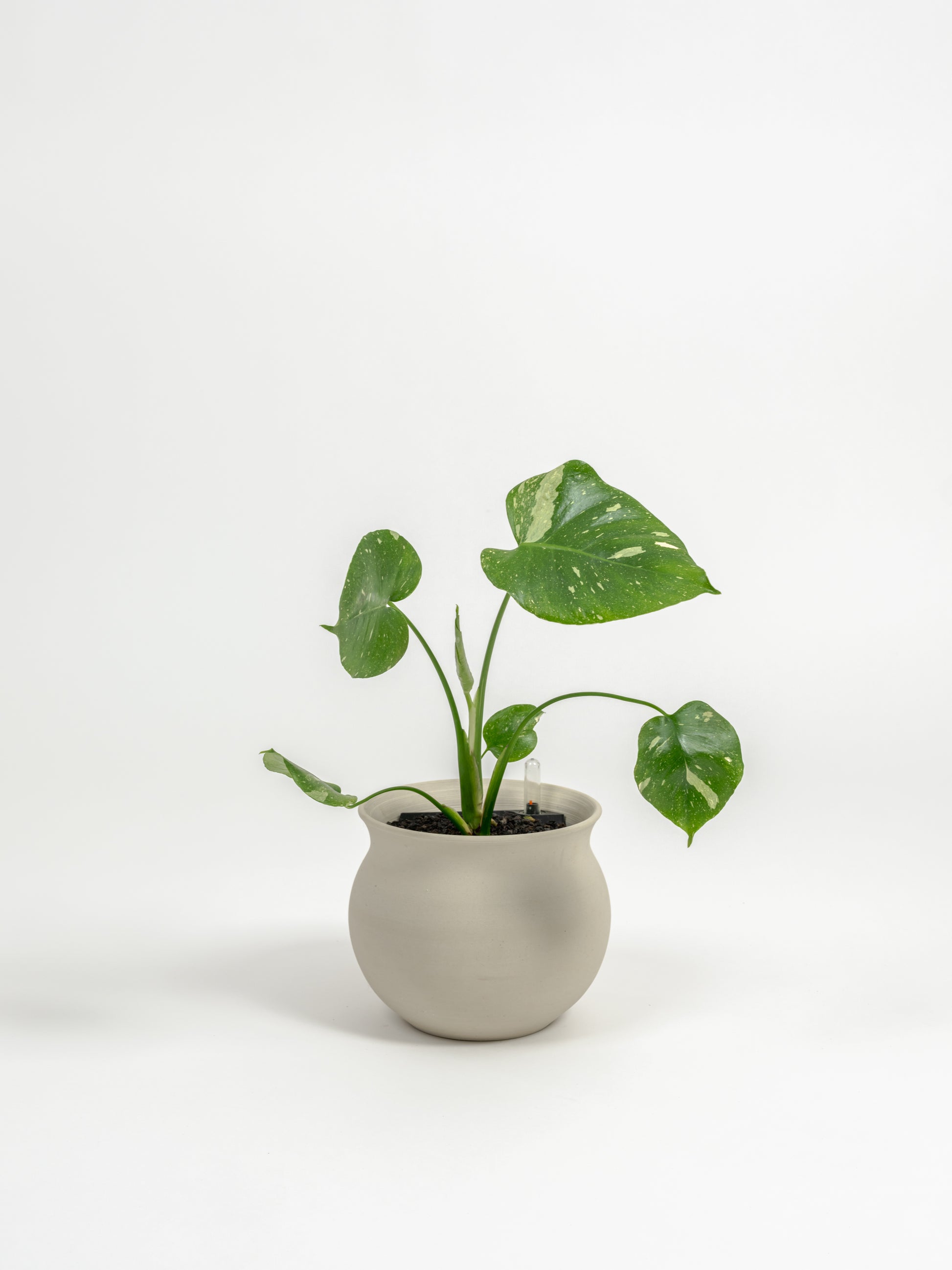 Rare Monstera Thai Constellation - Monstera deliciosa 'Thai Constellation' - in a small natural clay premium self-watering ceramic pot - leucadia planter