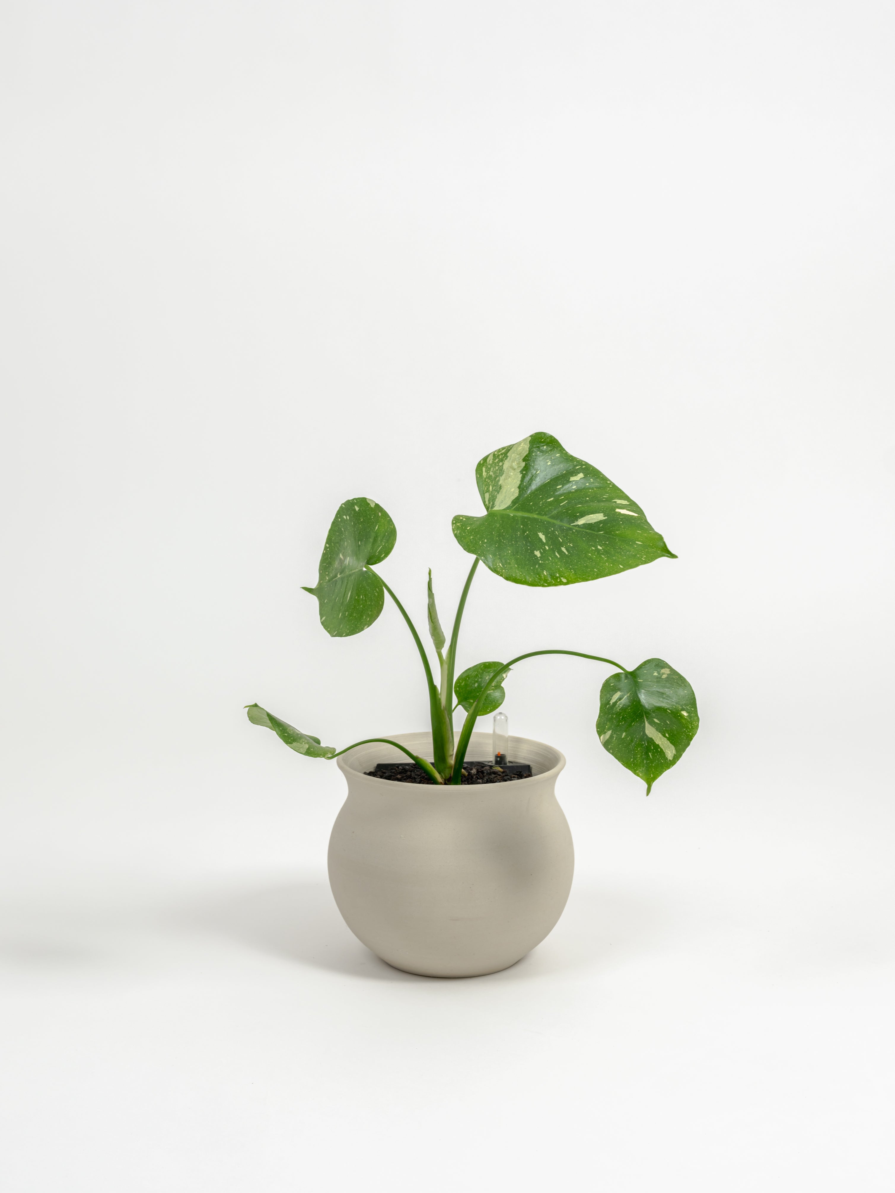 Rare Monstera Thai Constellation - Monstera deliciosa 'Thai Constellation' - in a small natural clay premium self-watering ceramic pot - leucadia planter