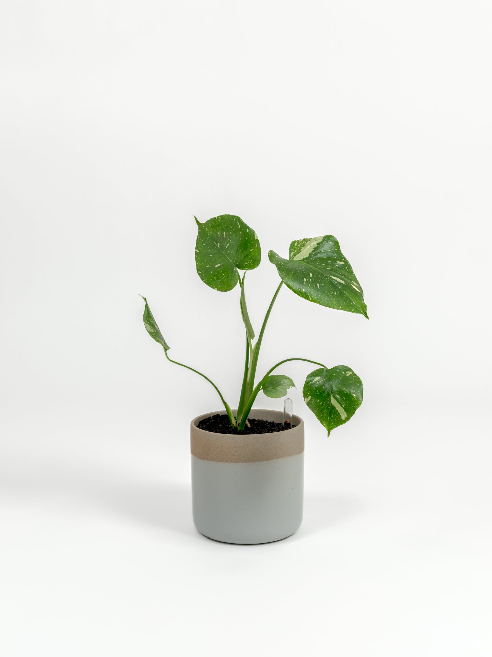 Rare Monstera Thai Constellation - Monstera deliciosa 'Thai Constellation' - in a small dipped natural premium self-watering ceramic pot - mesa planter