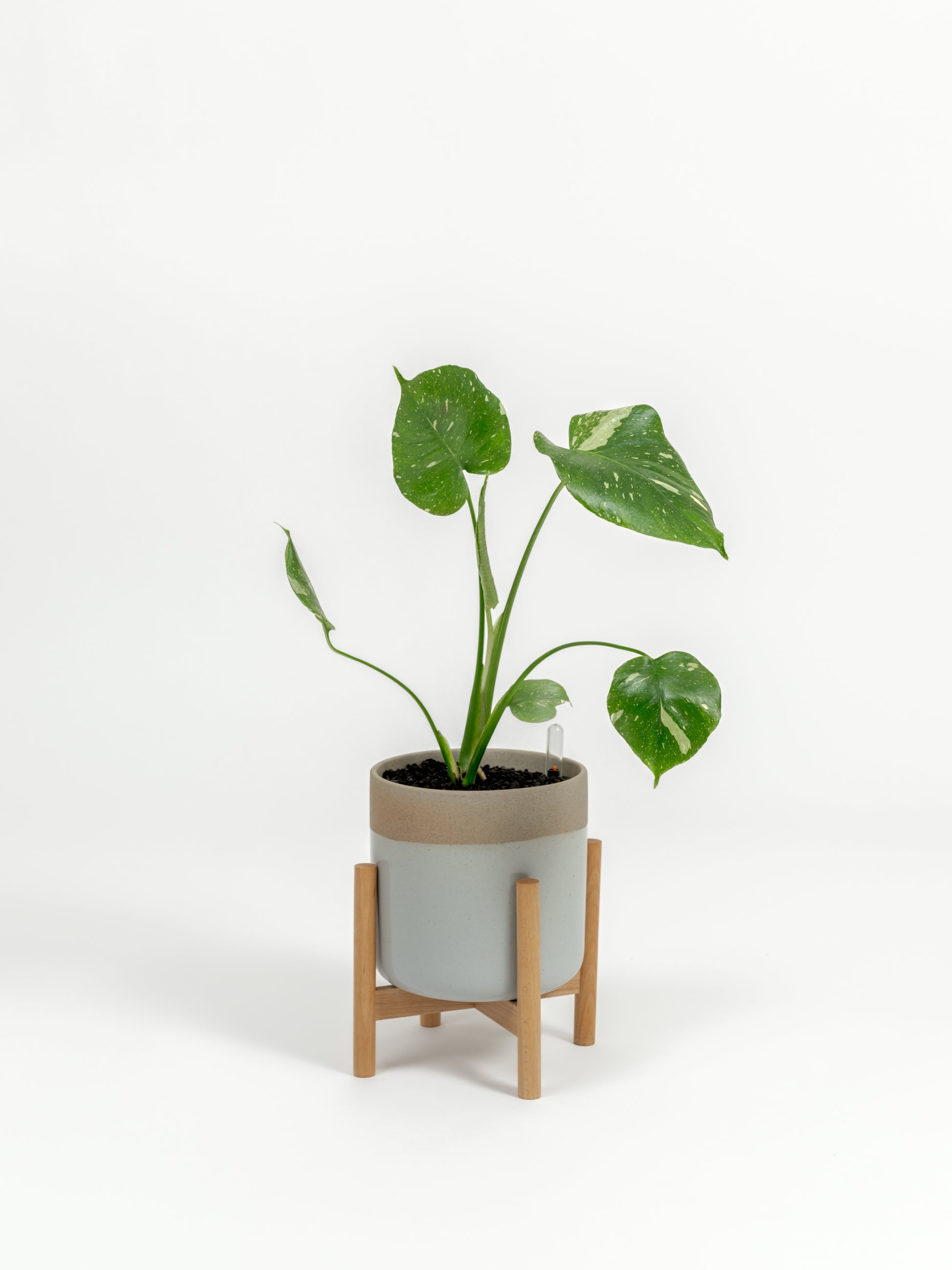 Rare Monstera Thai Constellation - Monstera deliciosa 'Thai Constellation' - in a small dipped natural premium self-watering ceramic pot - mesa planter - in a birchwood stand