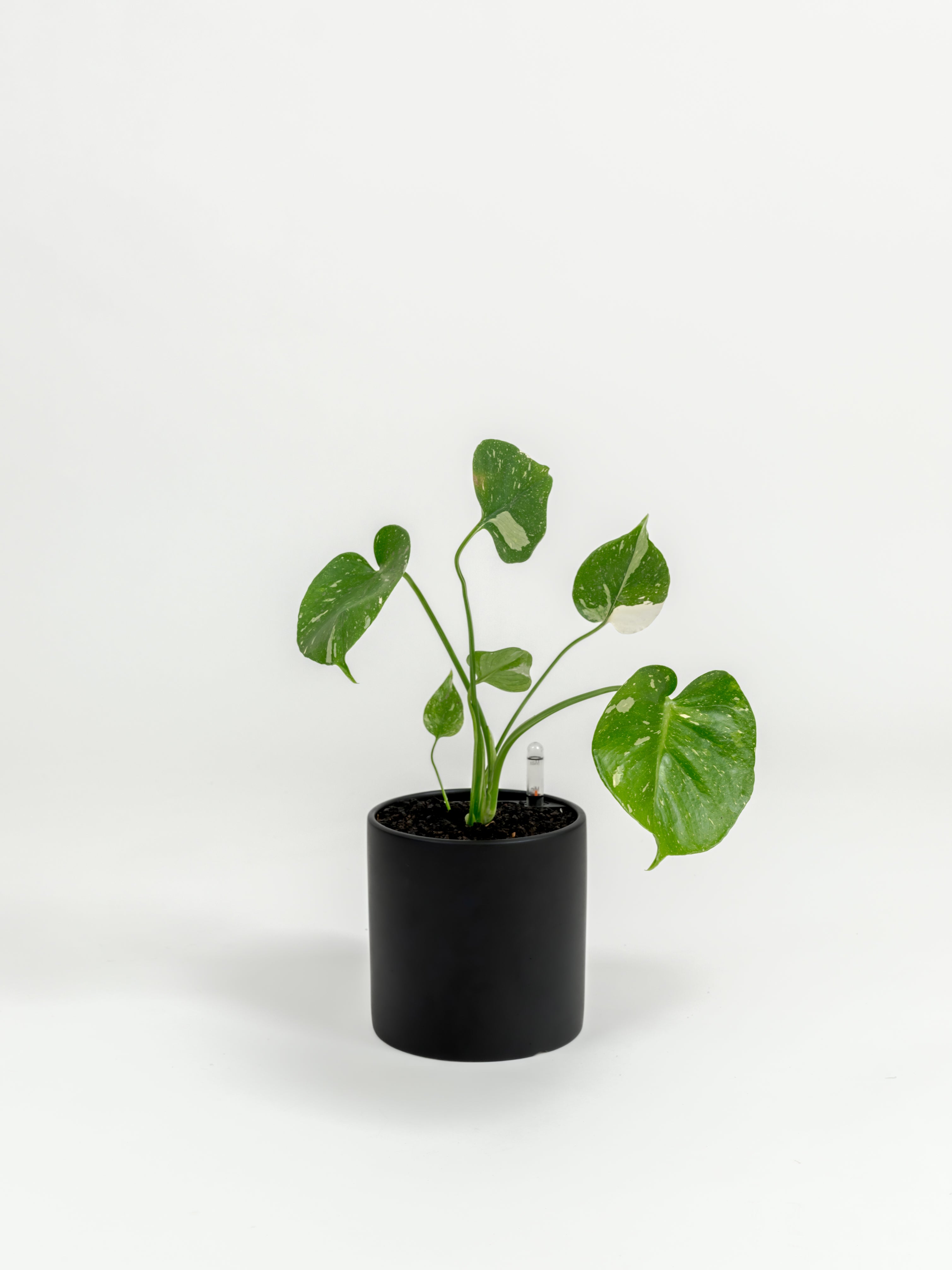 Rare Monstera Thai Constellation - Monstera deliciosa 'Thai Constellation' - in a small black premium self-watering ceramic pot - pacific planter