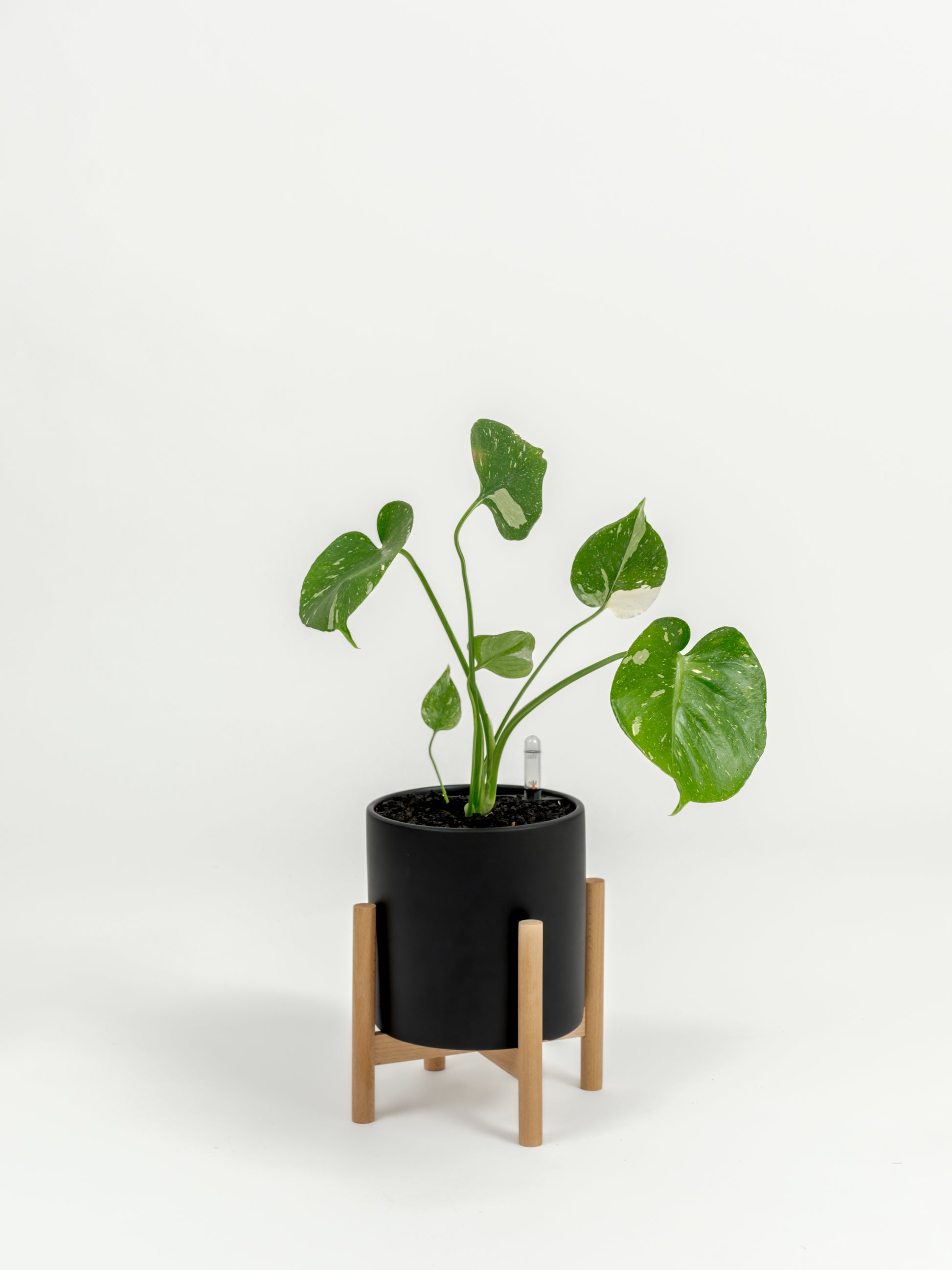 Rare Monstera Thai Constellation - Monstera deliciosa 'Thai Constellation' - in a small black premium self-watering ceramic pot - pacific planter - in a birchwood stand