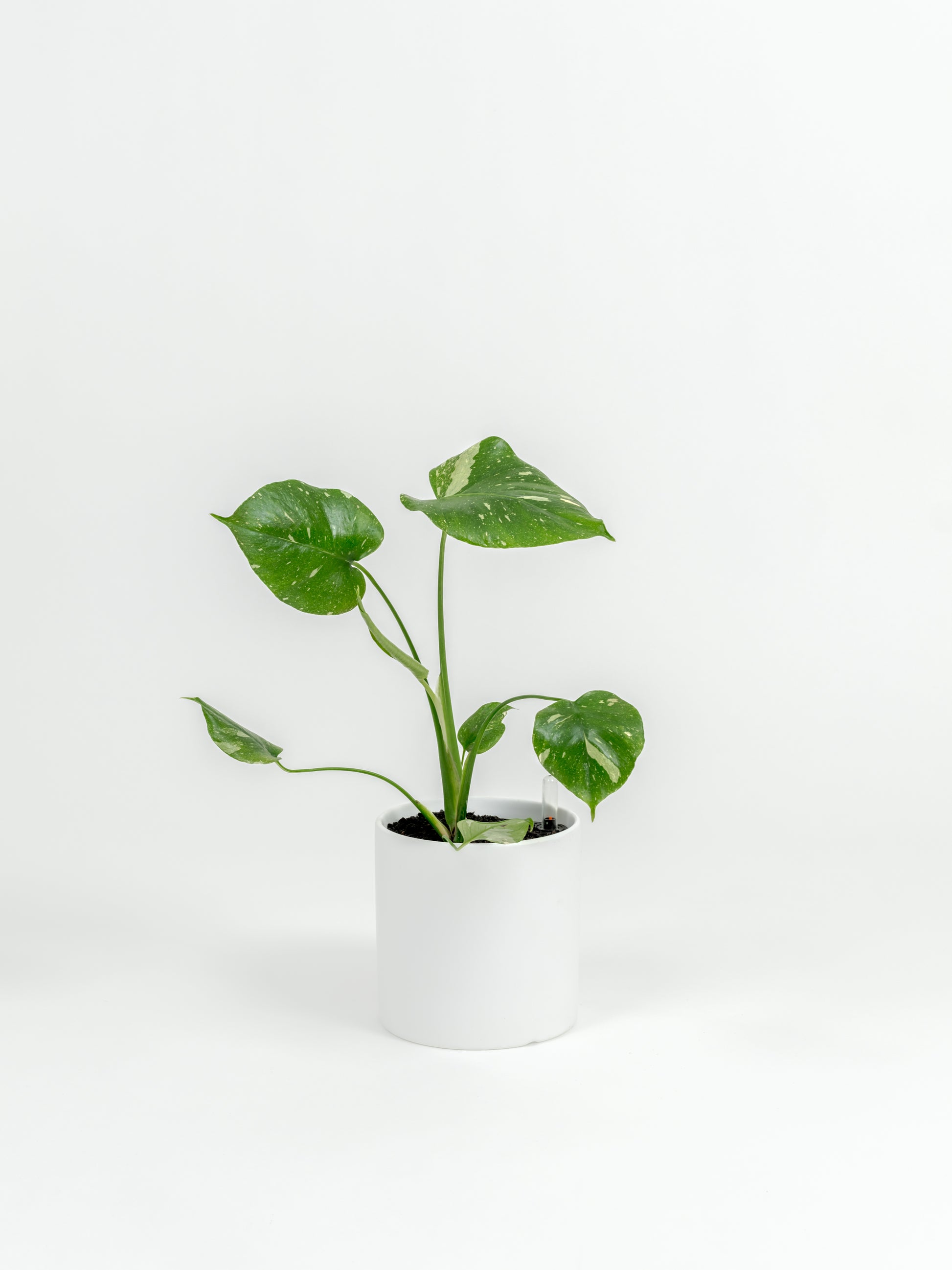 Rare Monstera Thai Constellation - Monstera deliciosa 'Thai Constellation' - in a small white premium self-watering ceramic pot - pacific planter
