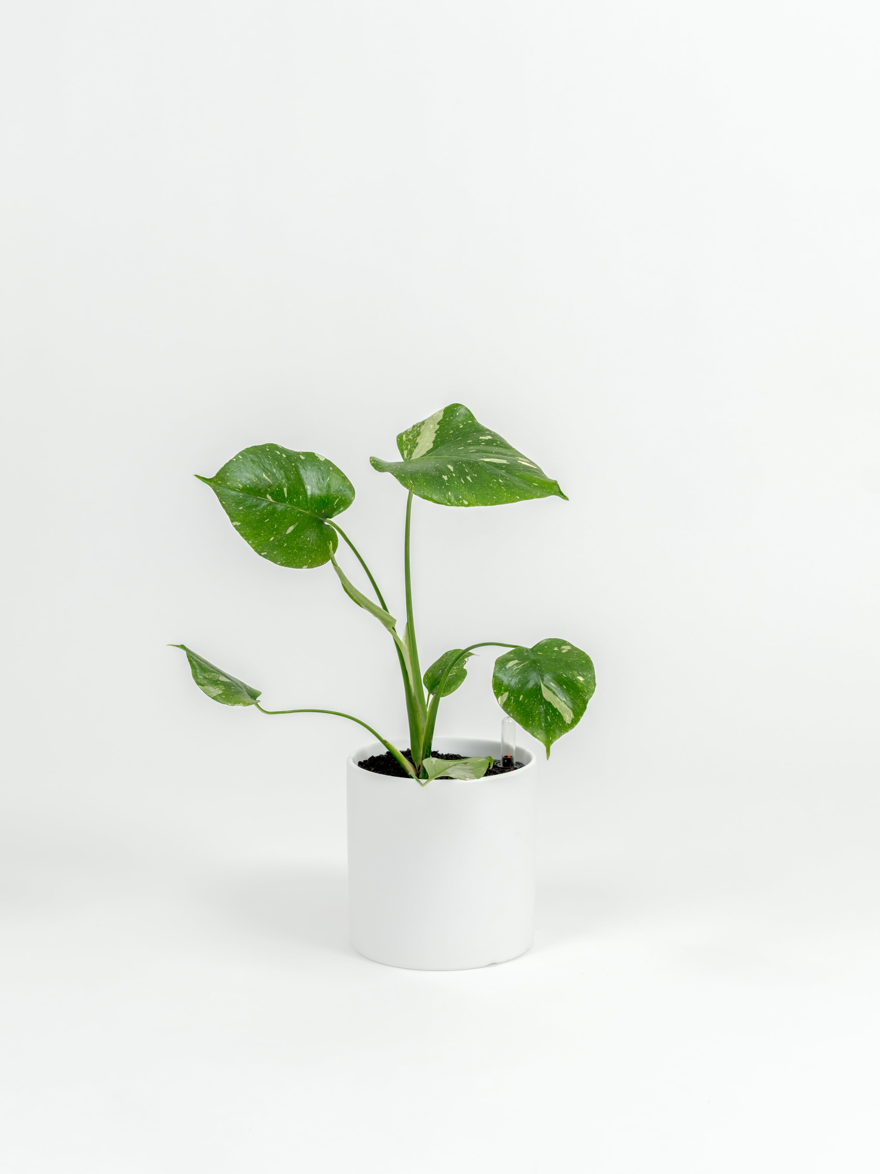 Rare Monstera Thai Constellation - Monstera deliciosa 'Thai Constellation' - in a small white premium self-watering ceramic pot - pacific planter