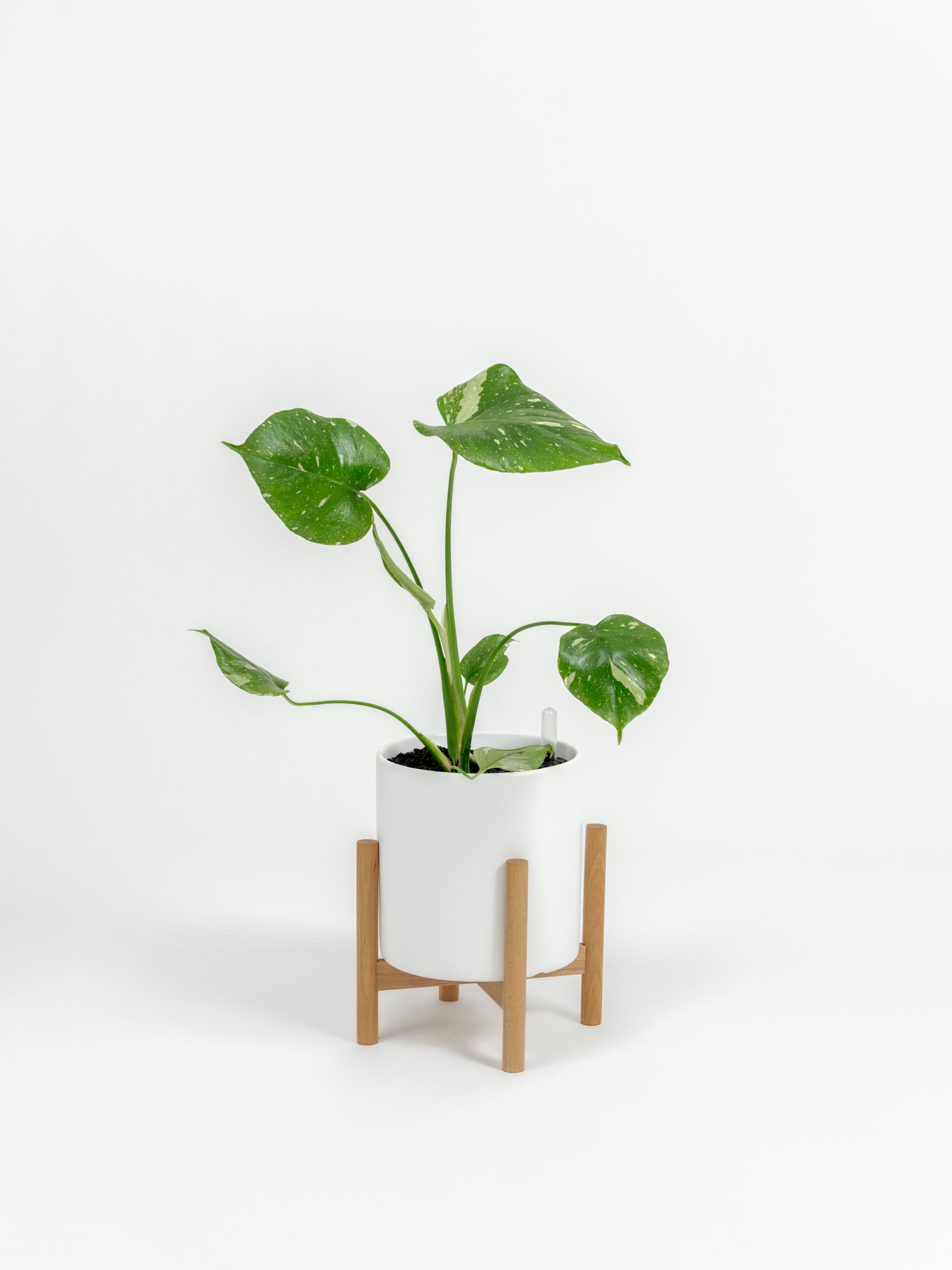 Rare Monstera Thai Constellation - Monstera deliciosa 'Thai Constellation' - in a small white premium self-watering ceramic pot - pacific planter - in a birchwood stand
