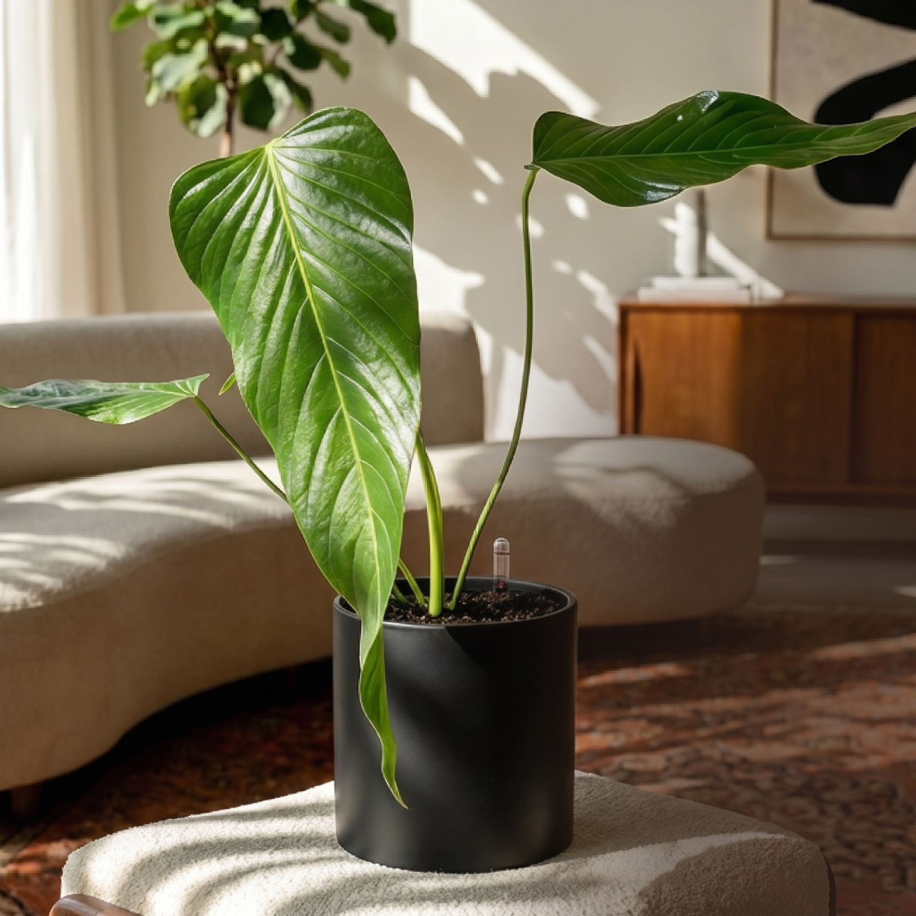 Nerve-Leaf Anthurium