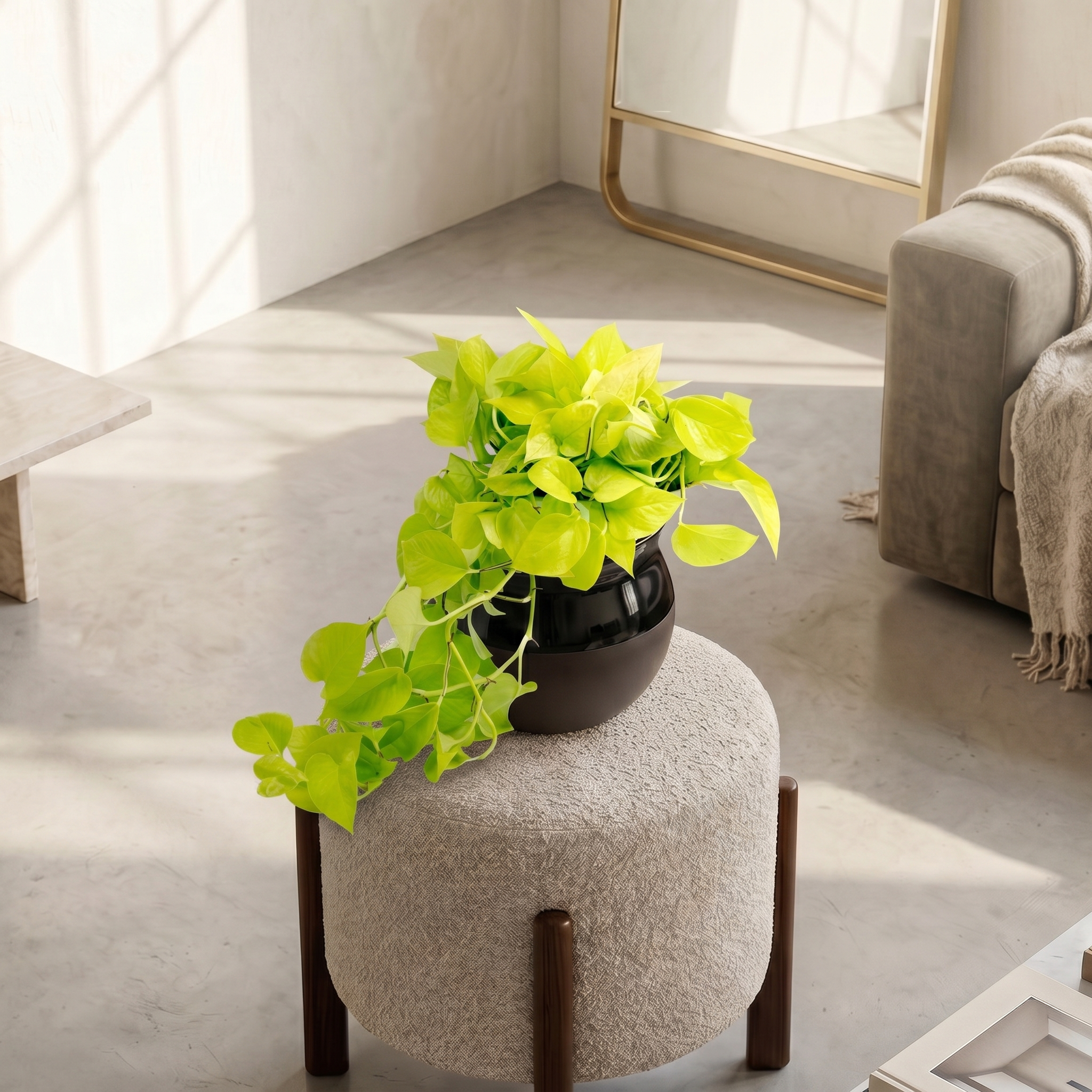 Neon Pothos