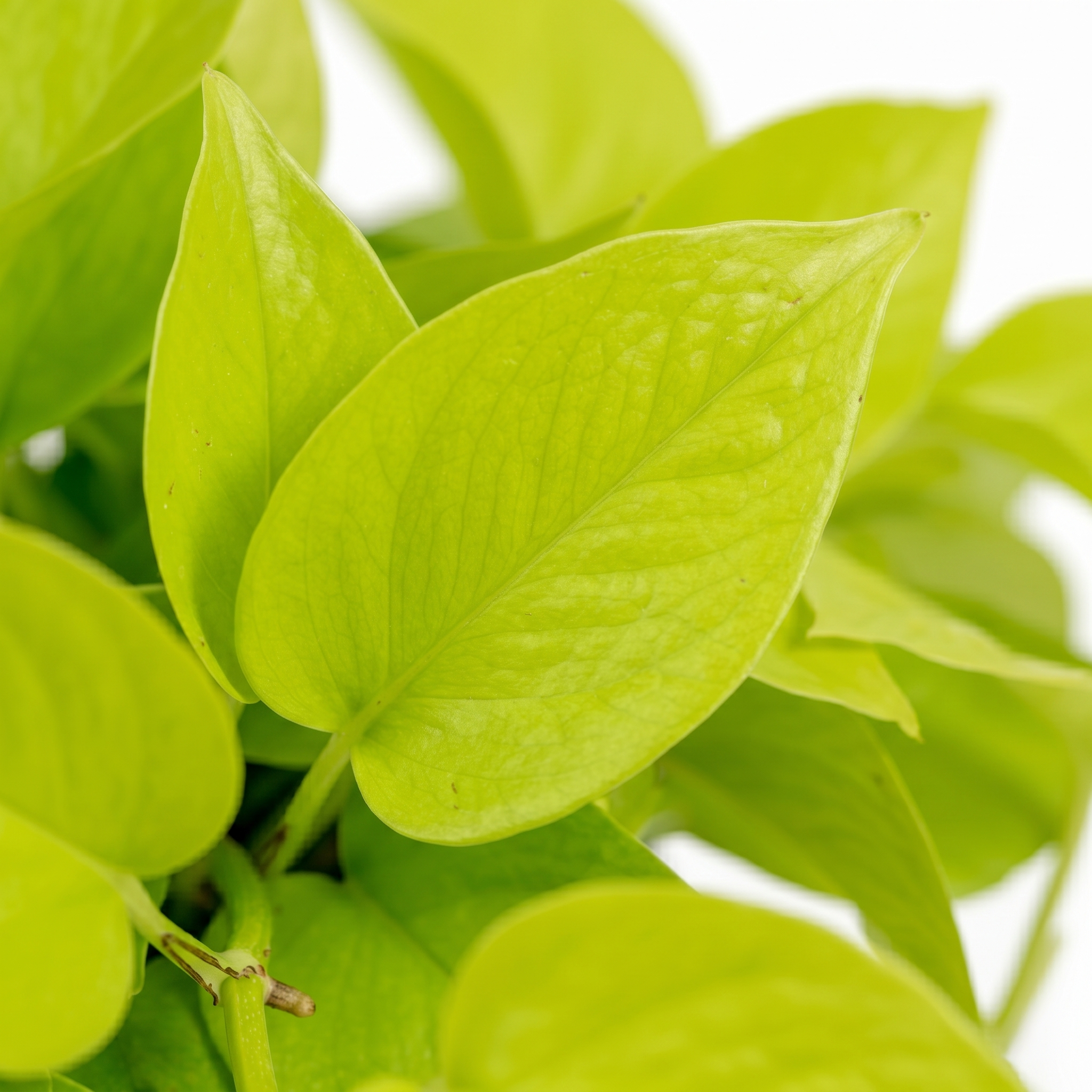 Neon Pothos