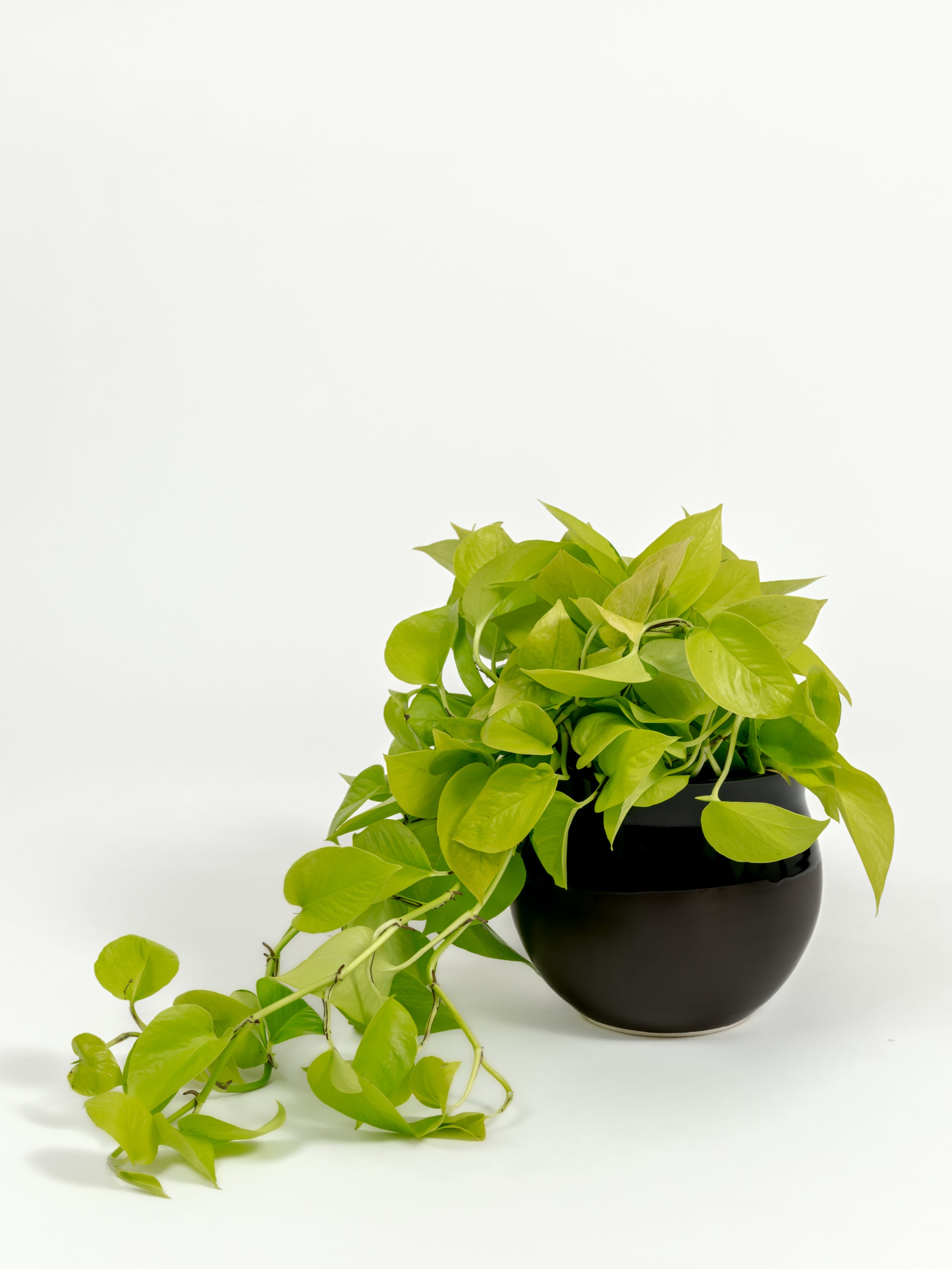 Neon Pothos - Epipremnum aureum 'Neon' - in a medium dipped black premium self-watering ceramic pot - leucadia planter