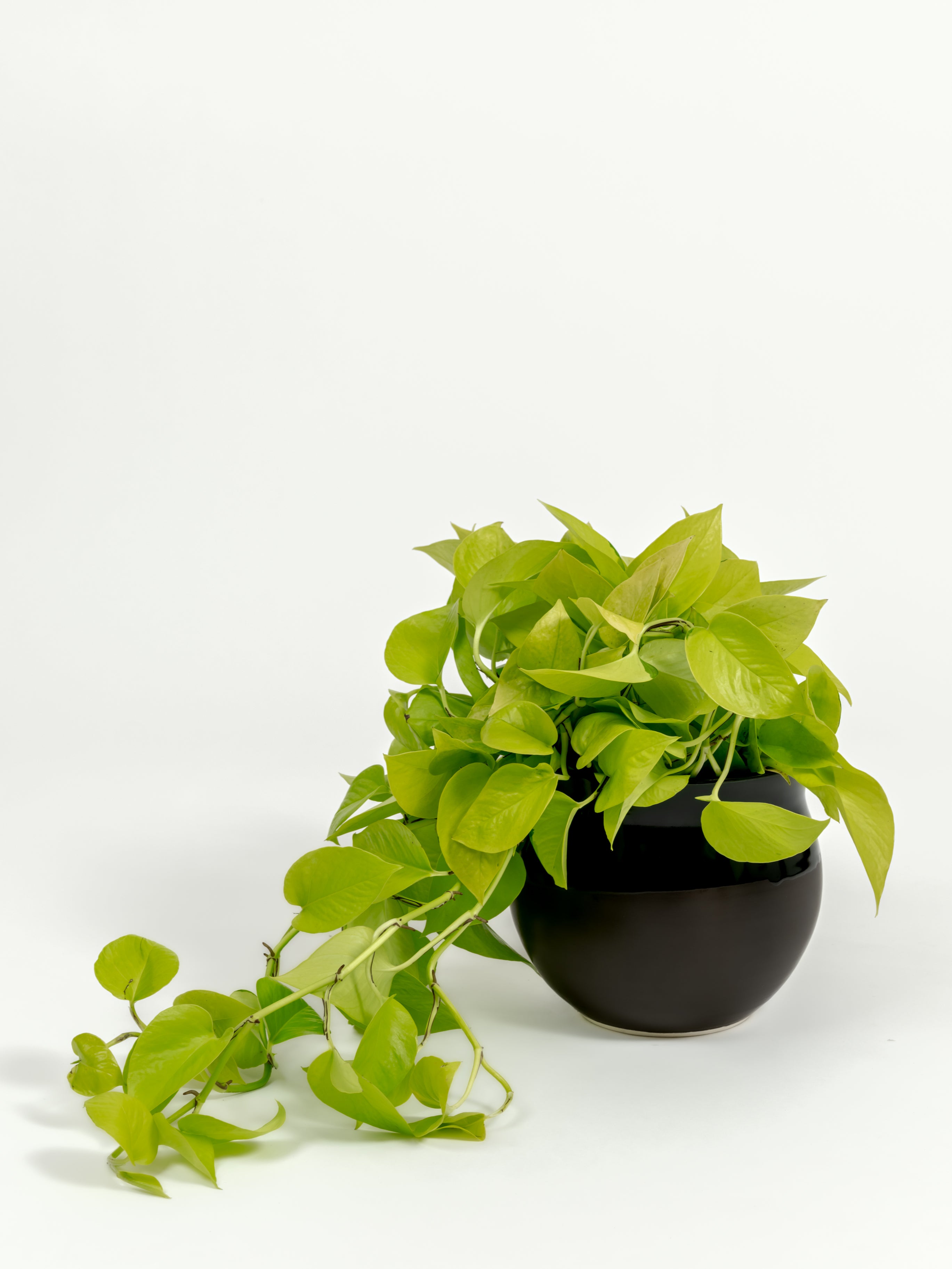 Neon Pothos - Epipremnum aureum 'Neon' - in a medium dipped black premium self-watering ceramic pot - leucadia planter