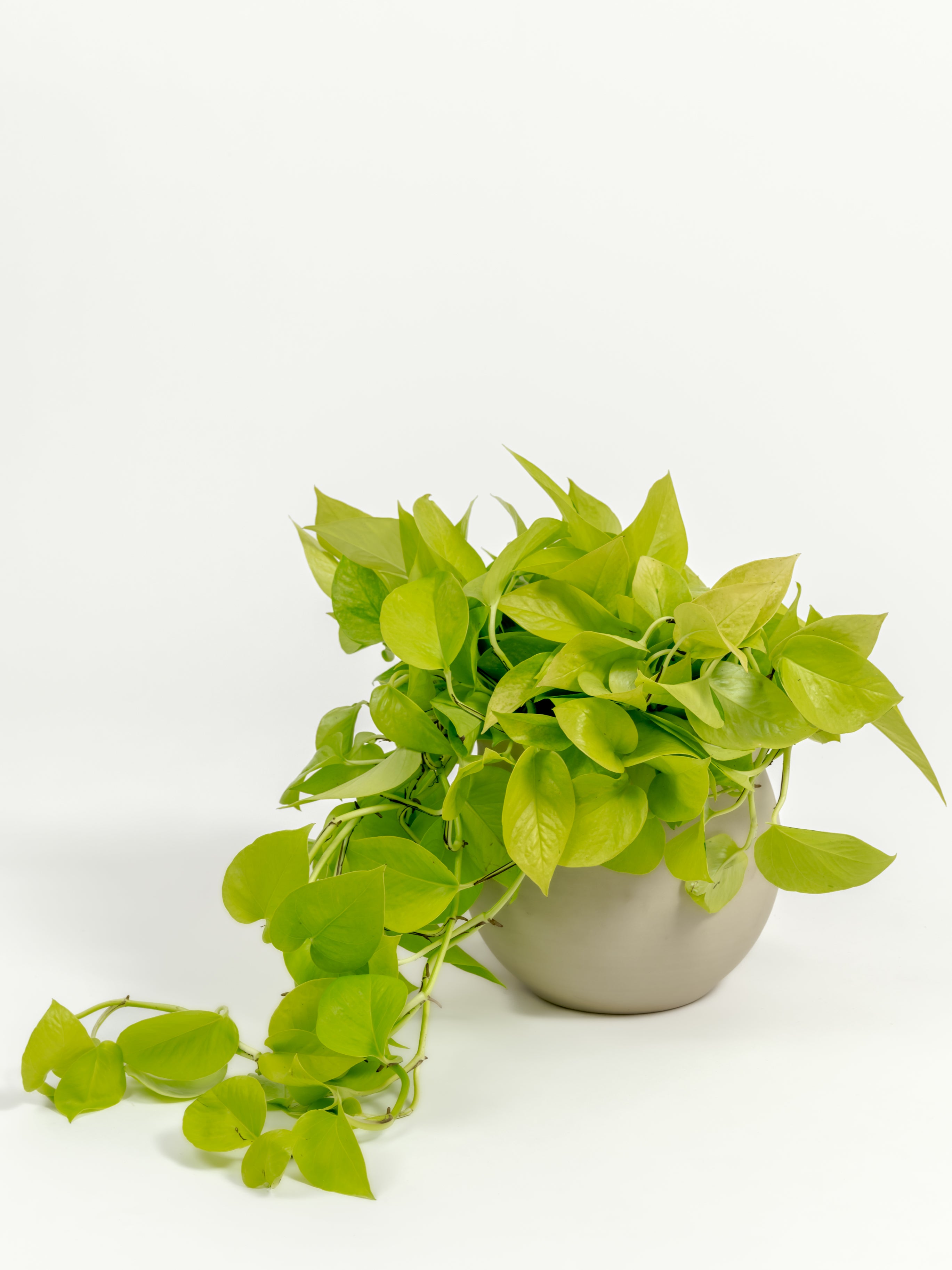 Neon Pothos - Epipremnum aureum 'Neon' - in a medium natural clay premium self-watering ceramic pot - leucadia planter