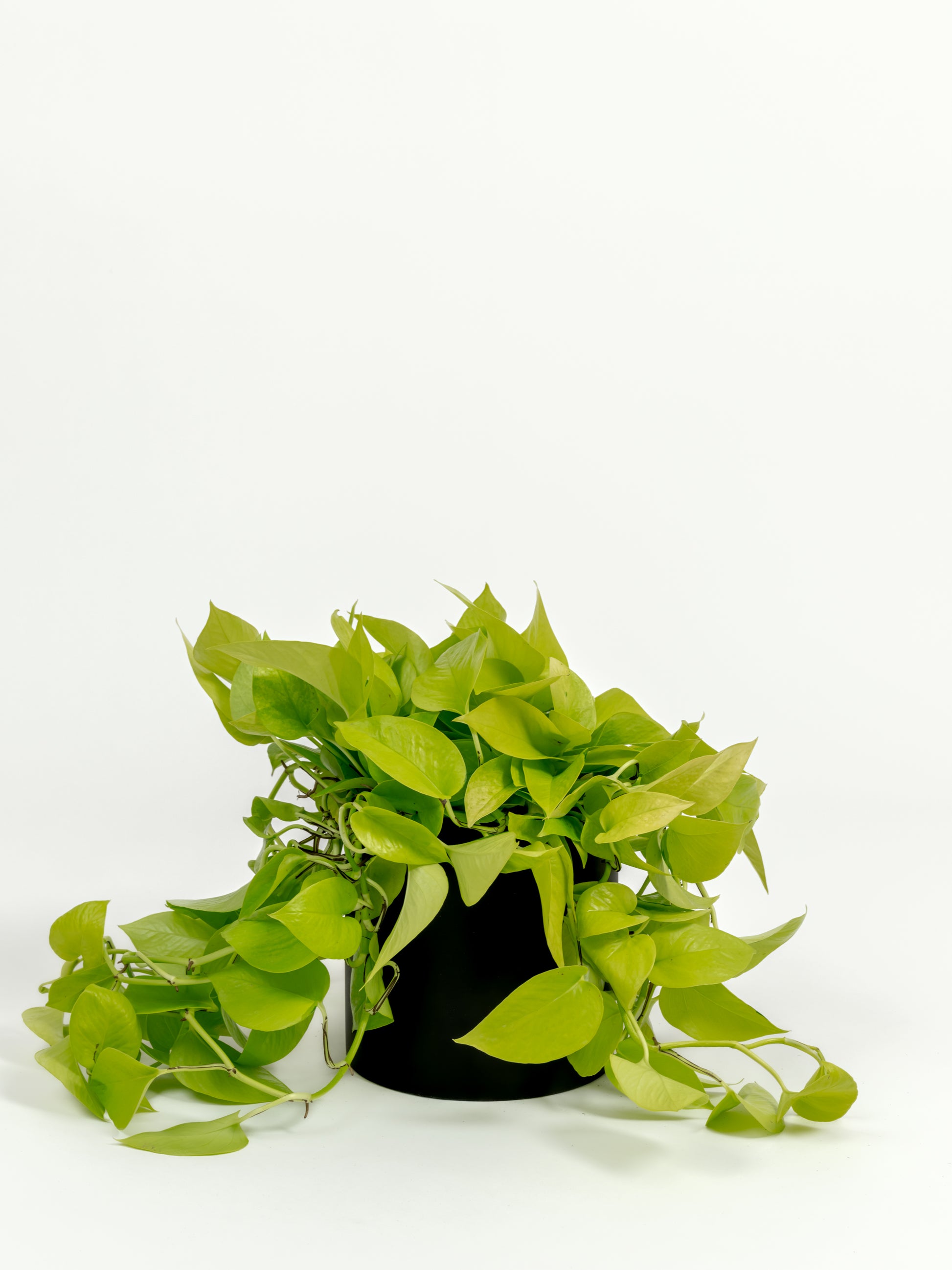 Neon Pothos - Epipremnum aureum 'Neon' - in a medium black premium self-watering ceramic pot - pacific planter