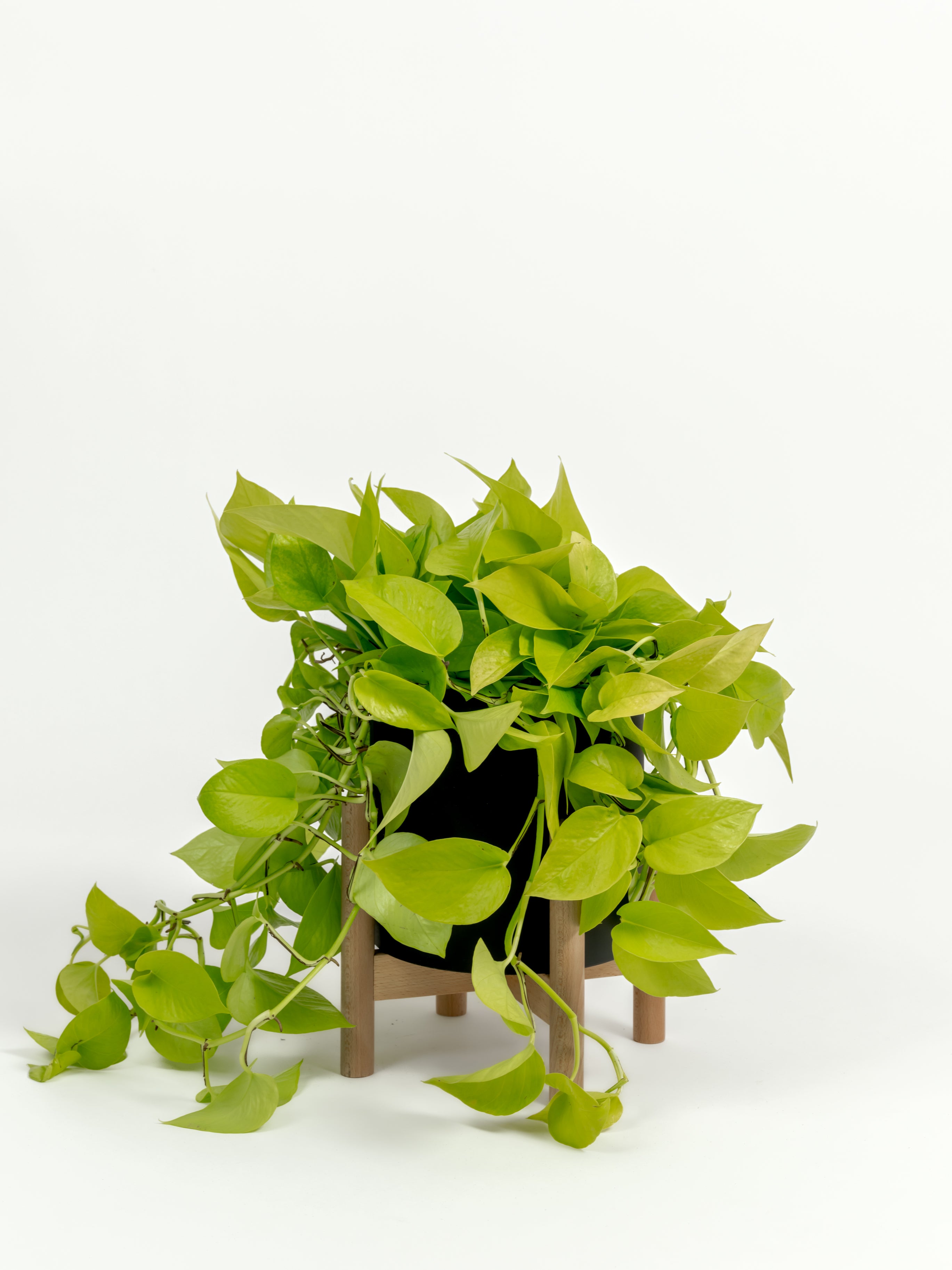 Neon Pothos - Epipremnum aureum 'Neon' - in a medium black premium self-watering ceramic pot - pacific planter - in a birchwood stand