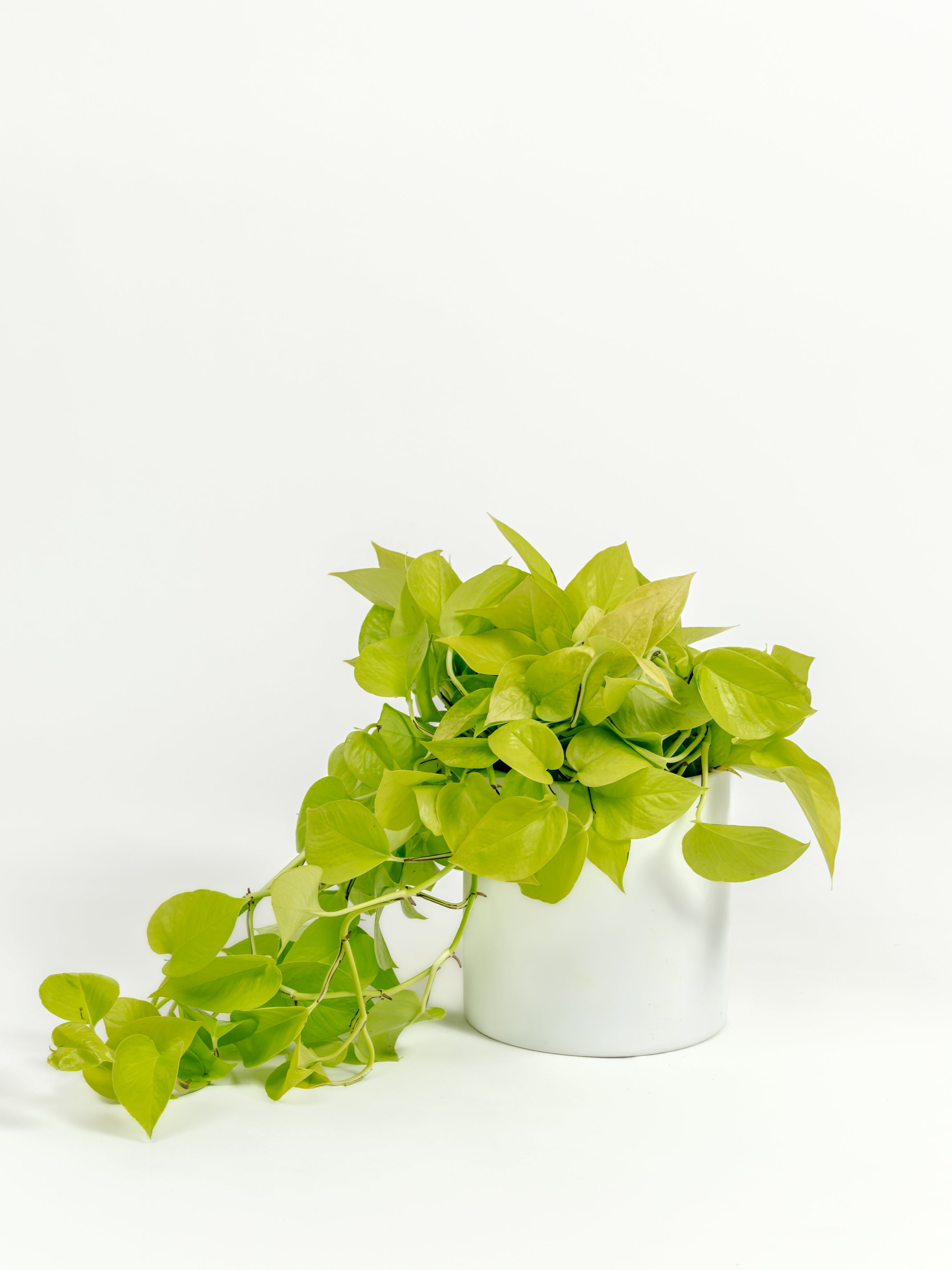 Neon Pothos - Epipremnum aureum 'Neon' - in a medium white premium self-watering ceramic pot - pacific planter
